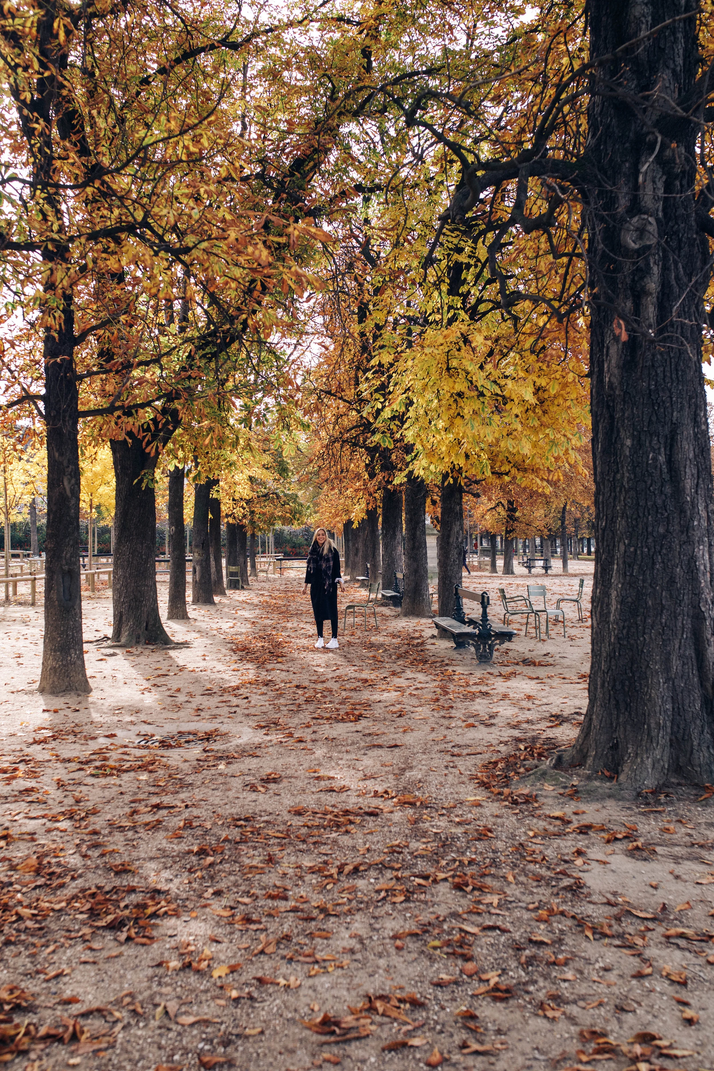 trees (1 of 1).jpg