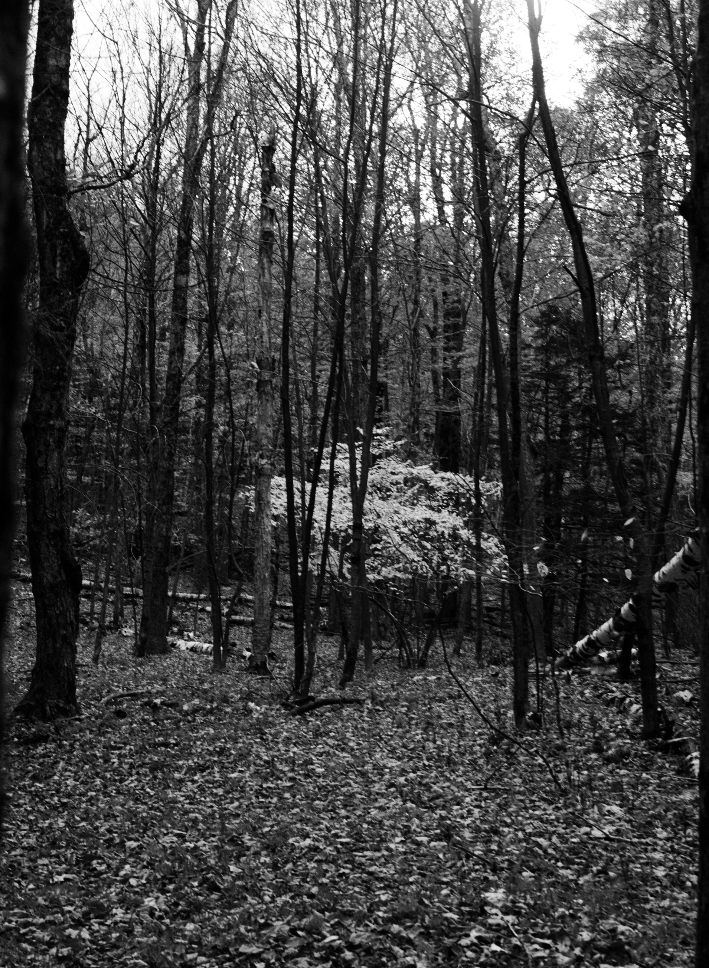 hudson valley_04_bw.jpg