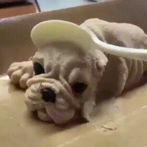 giphy (4).gif