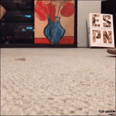 giphy (5).gif