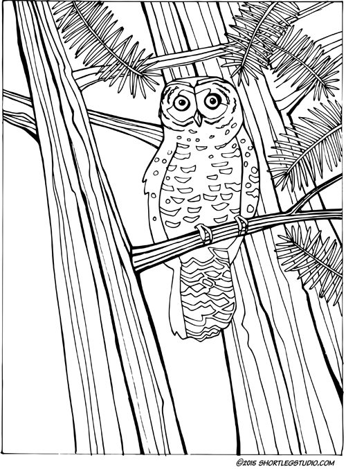 Owl Coloring Sheet