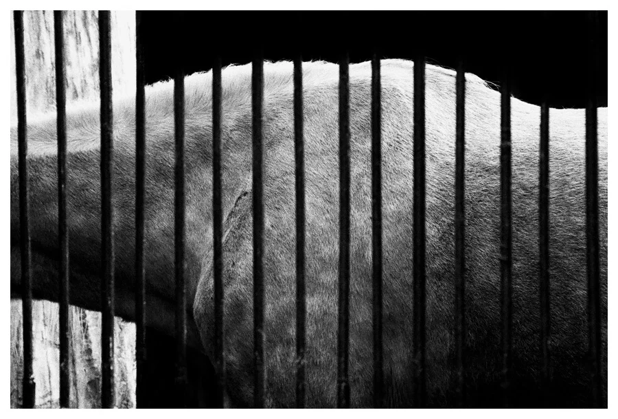 Zoo, horse