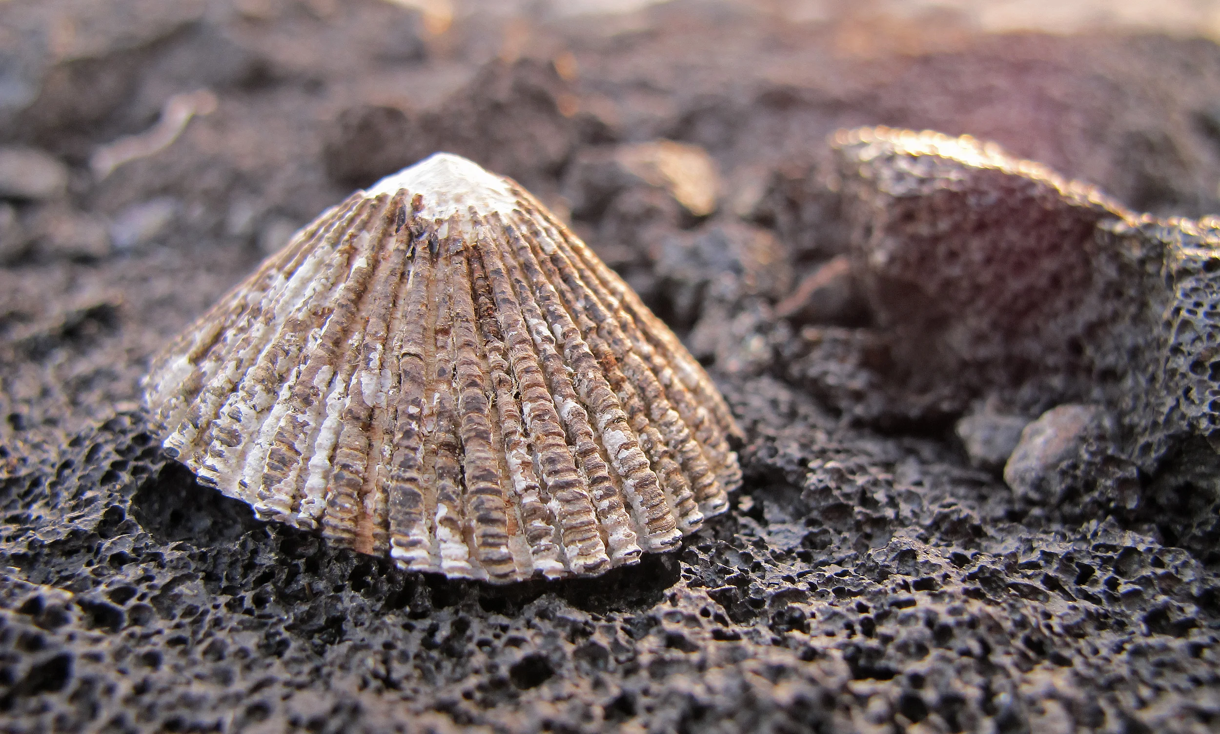 lava Shell.jpg