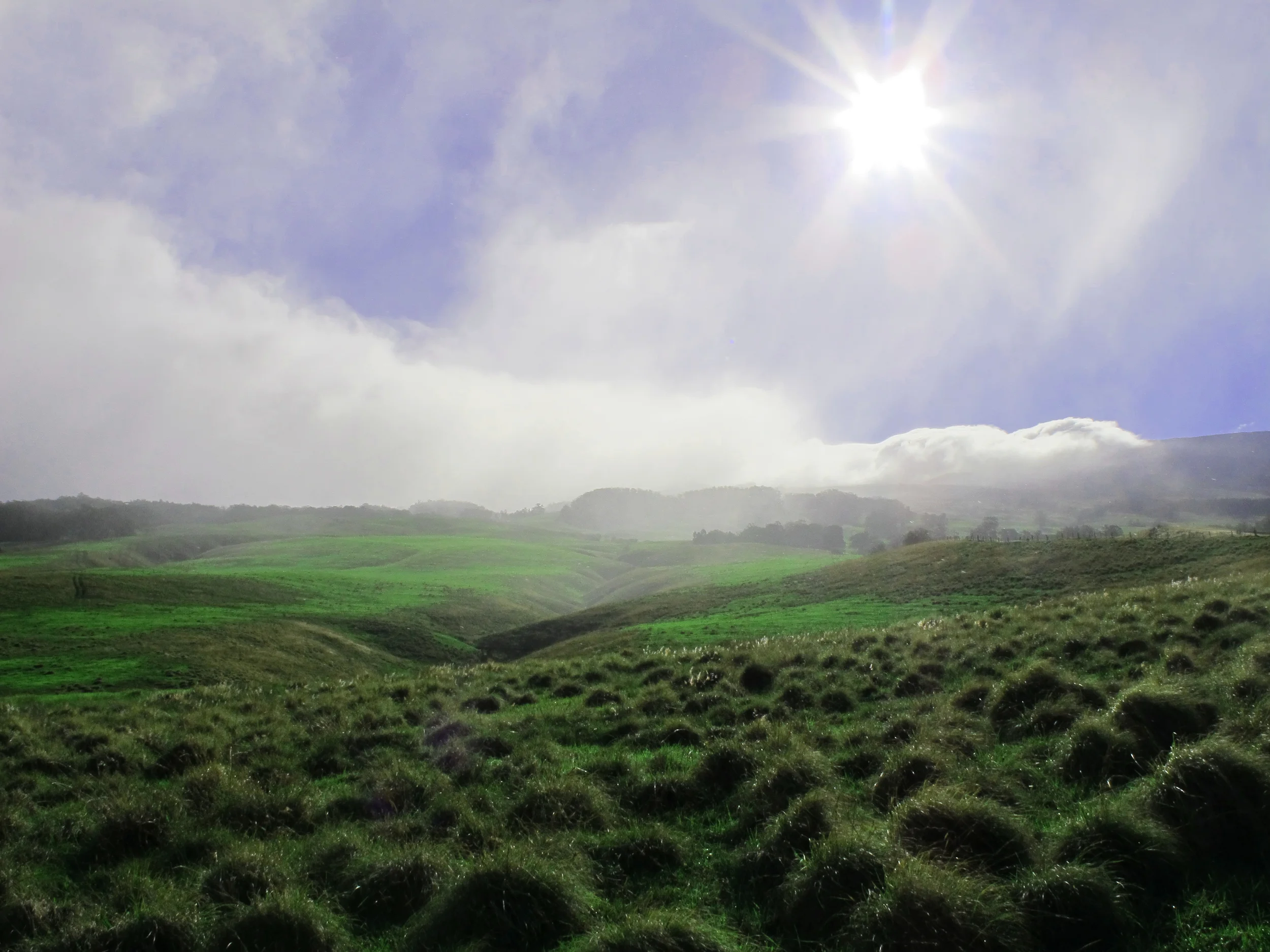 Maui Landscape2.jpg