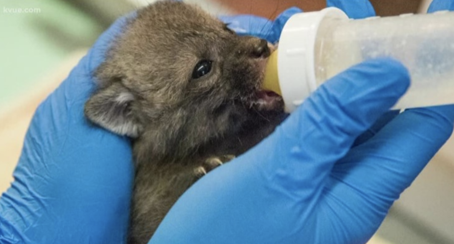 New wildlife sanctuary opens in Austin to help care more animals