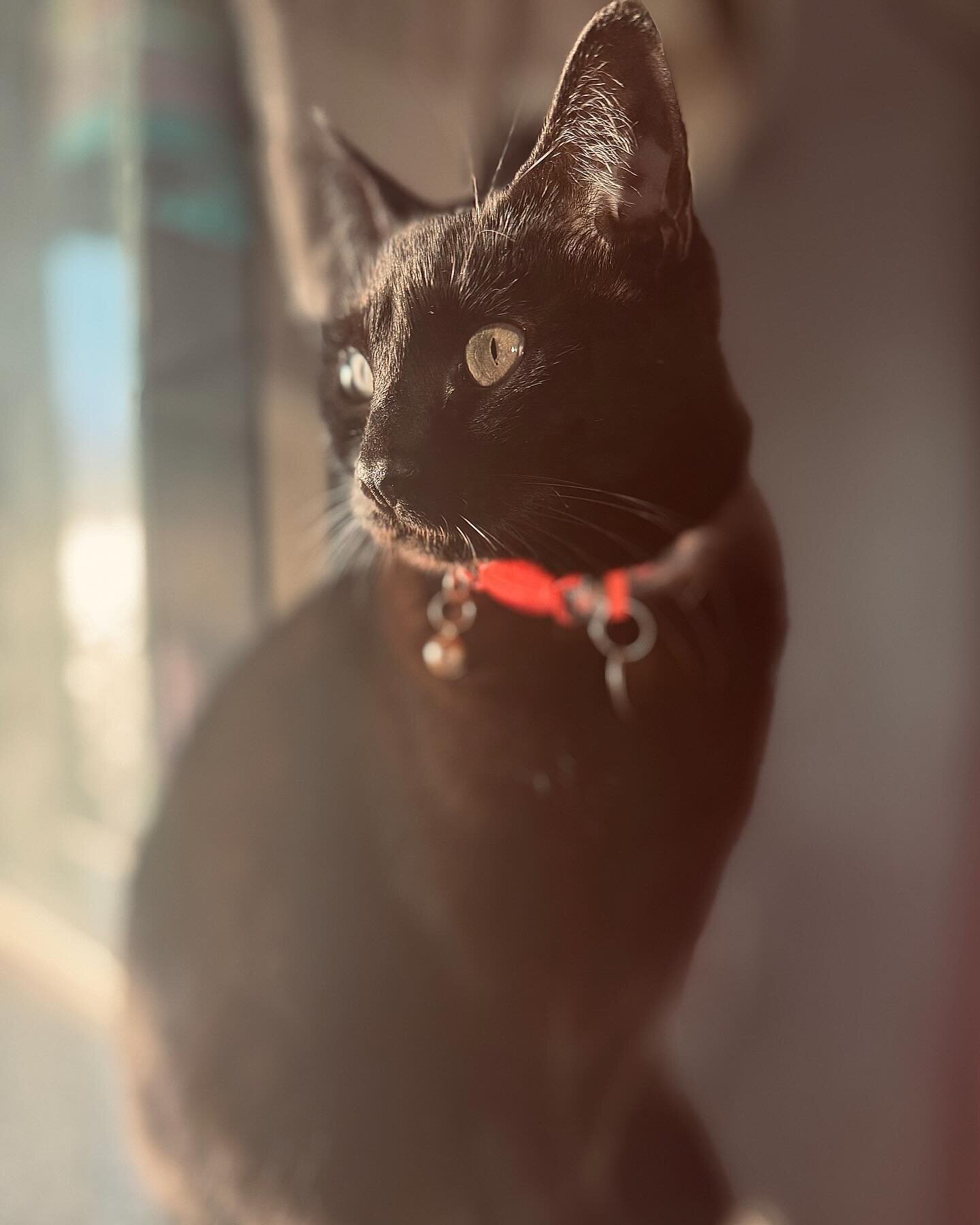 Pretty Kitty, Pretty Light. 01.19.24 #catsofinstagram #adoptdontshop #blackcat #iphonephoto
