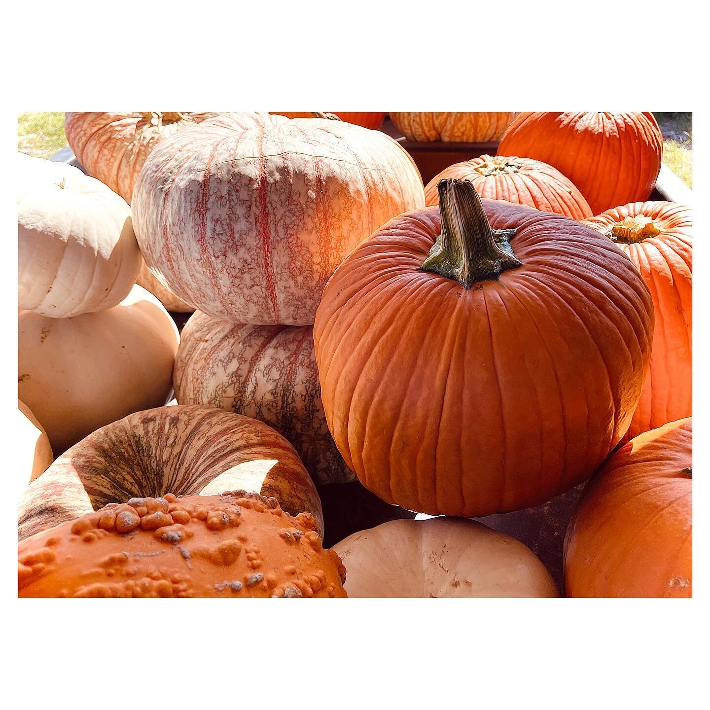 I ❤️ Octobers. #pumpkin #spookyseason #october #fall