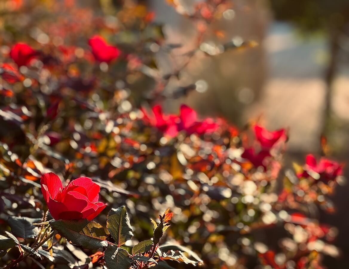 #morninglight #naturallight #photography #iphonephoto #floral #bokeh #beautifullybokeh #flowers