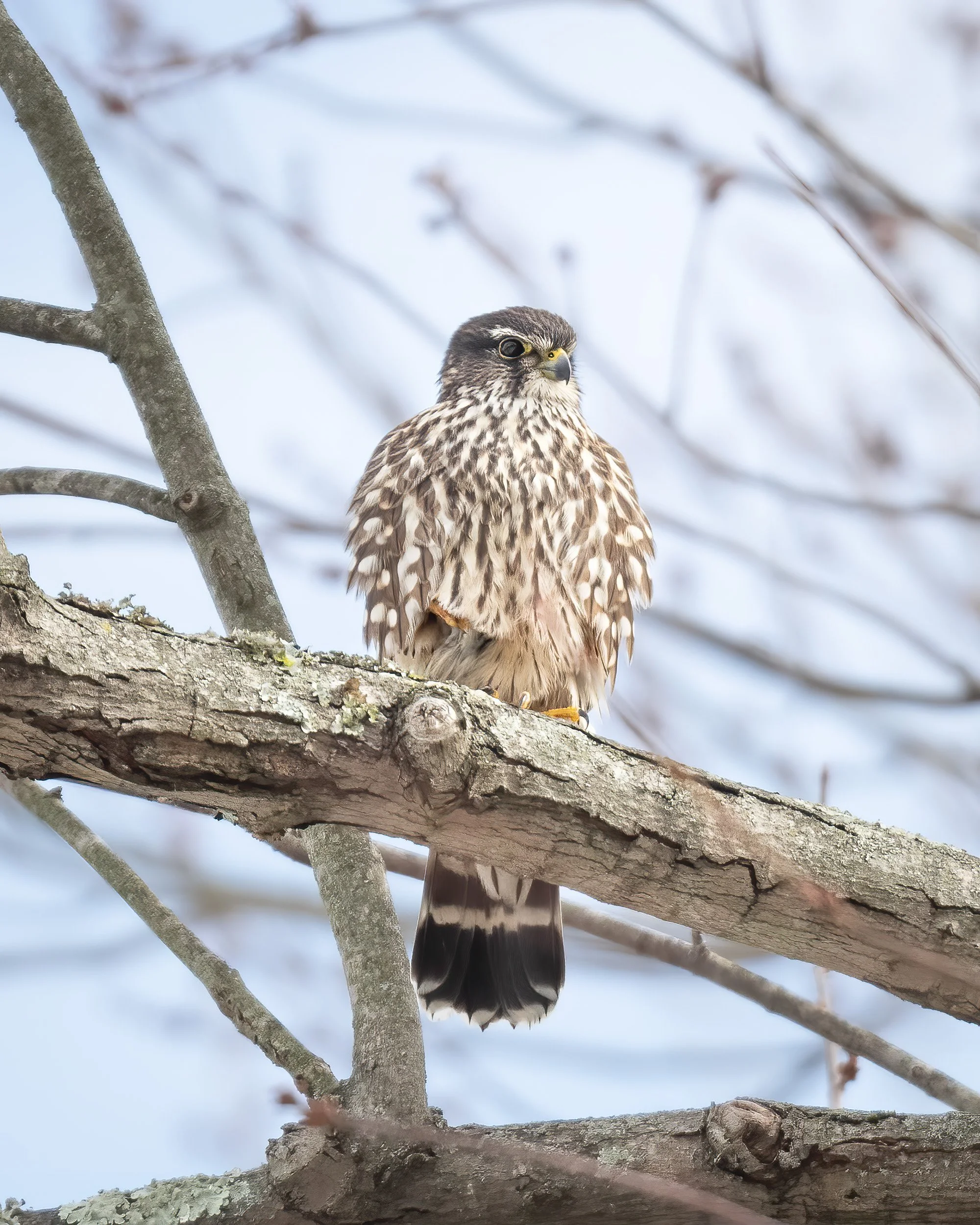 Wizard or Falcon, Which Merlin Came First? — glwalker.com