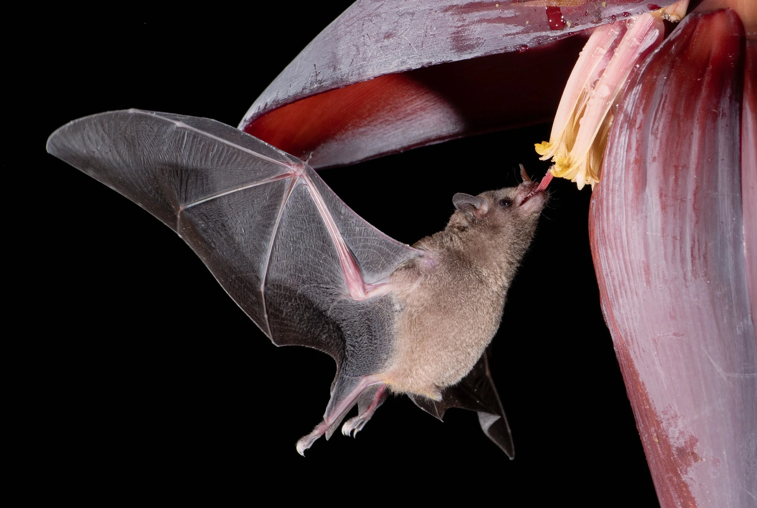Bats Rnuts Bats and the Impossibility of Empathy — glwalker.com