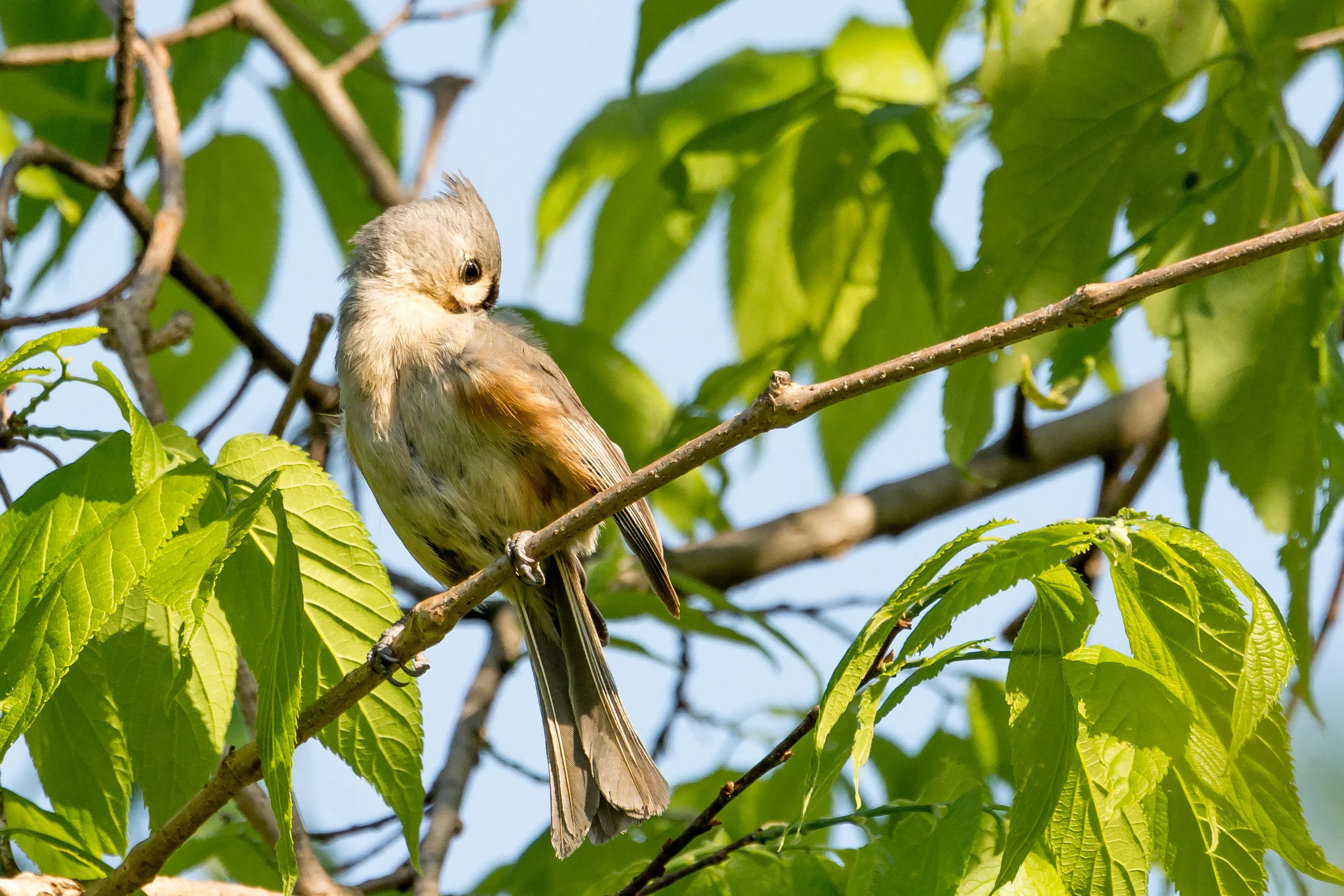 Tufted Titmouse