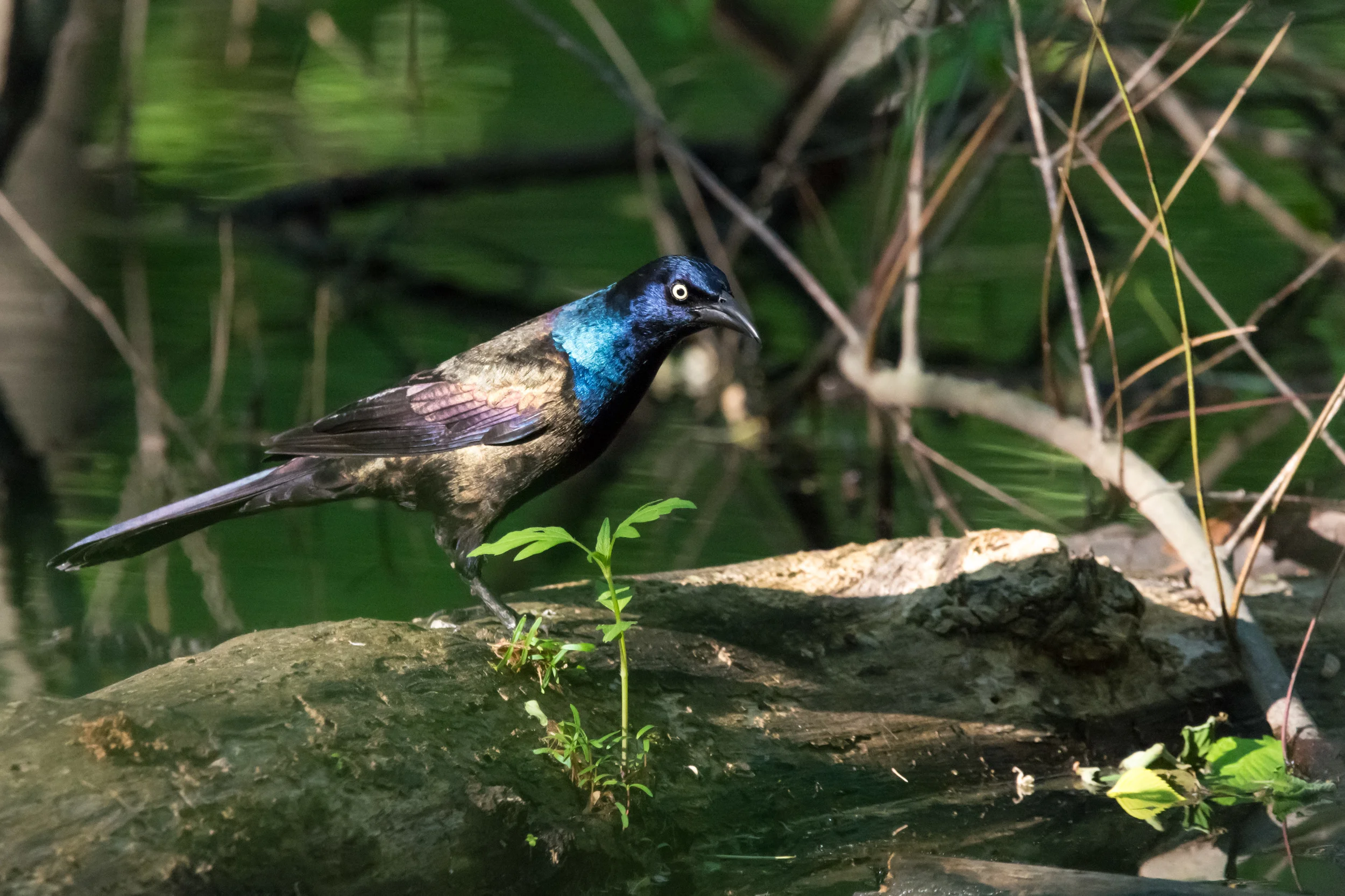 Common Grackle