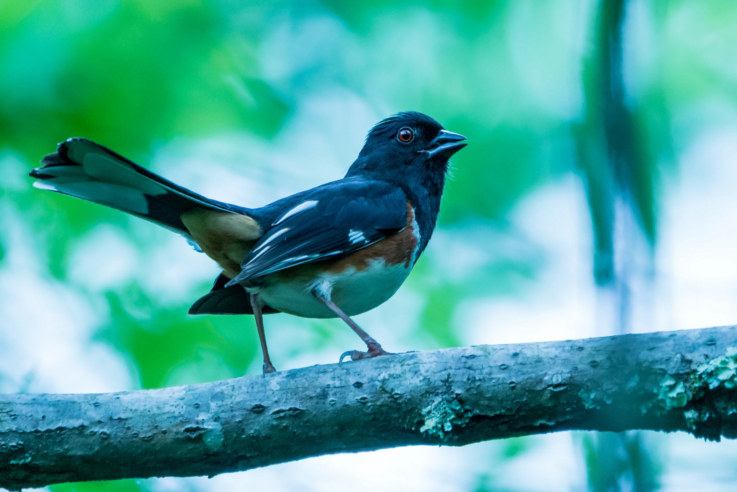 Eastern Towhee (male)