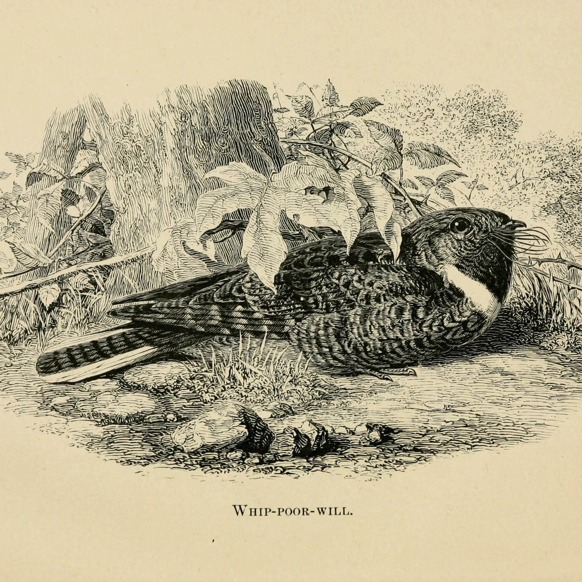 Onomatopoeia and Goat Suckers