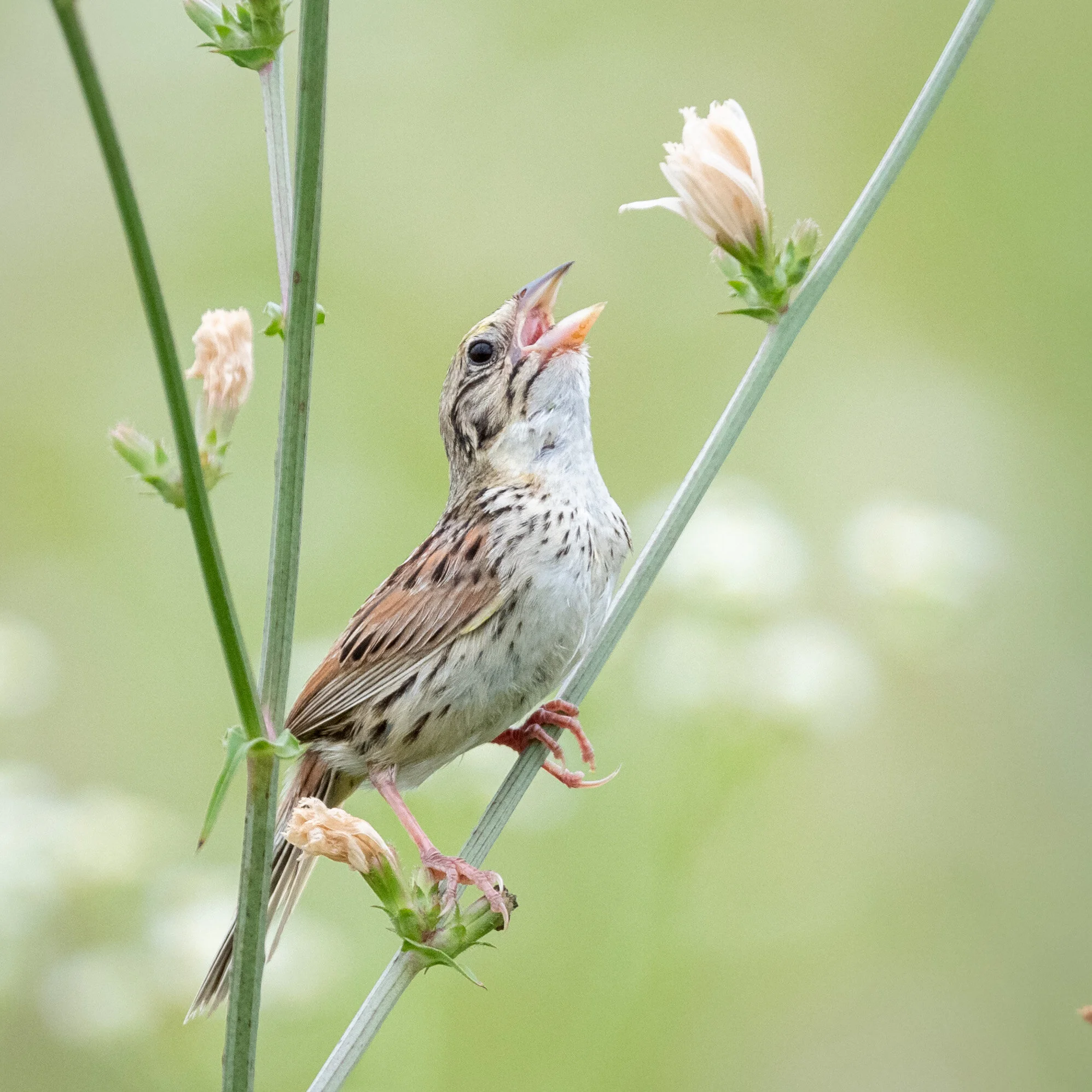 Henslow's Sparrow