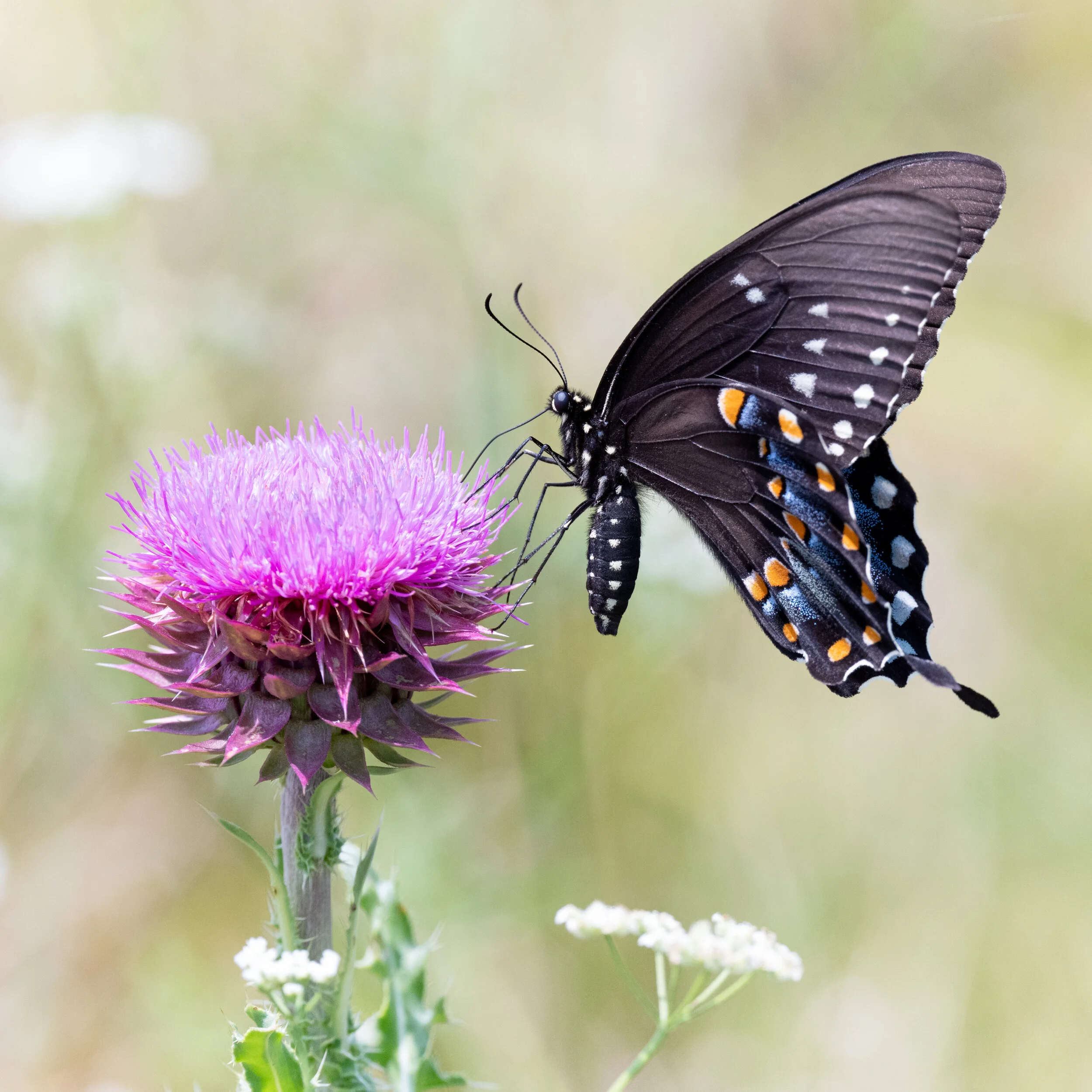 Spicebush Swallowtail Butterfly