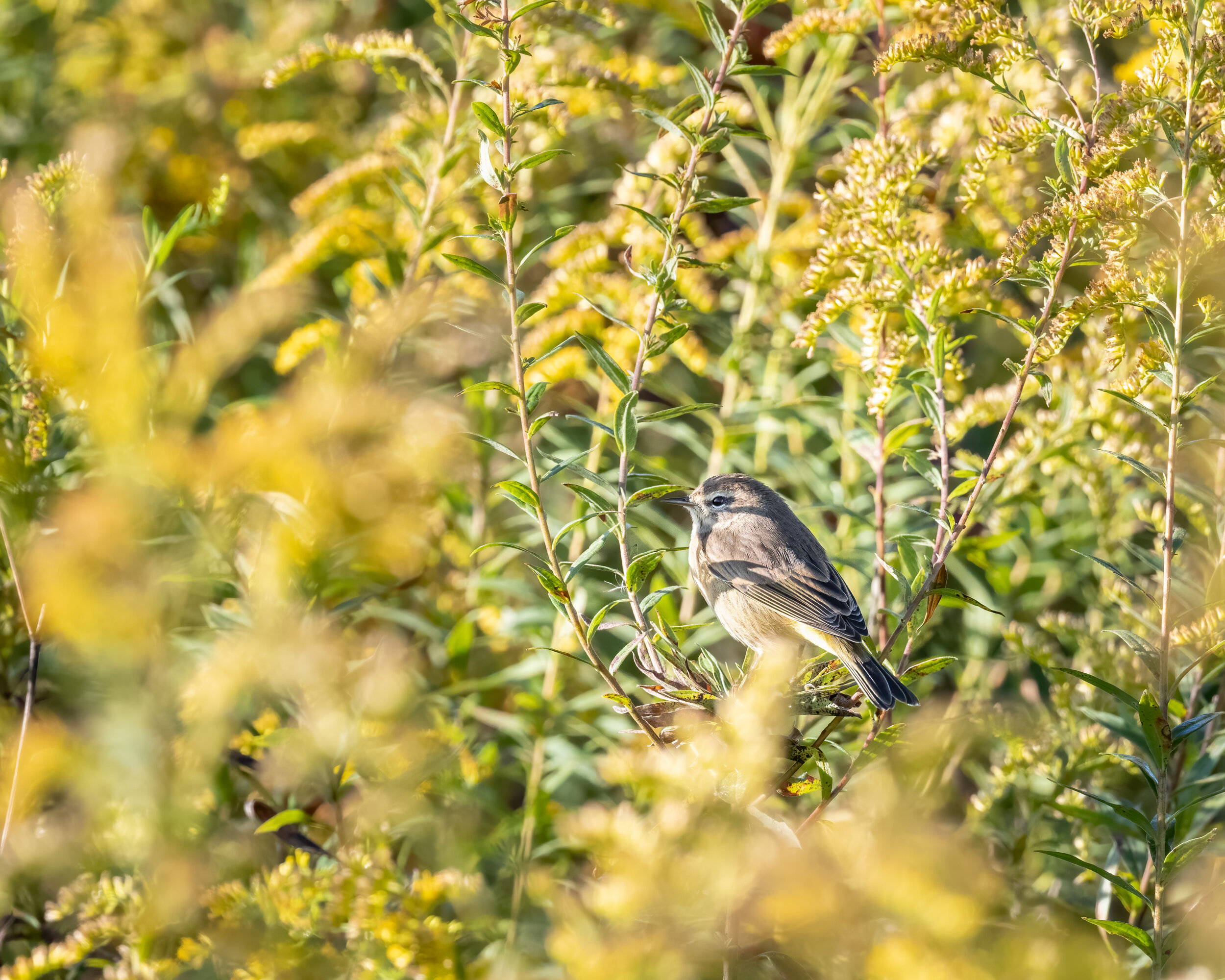 Palm Warbler