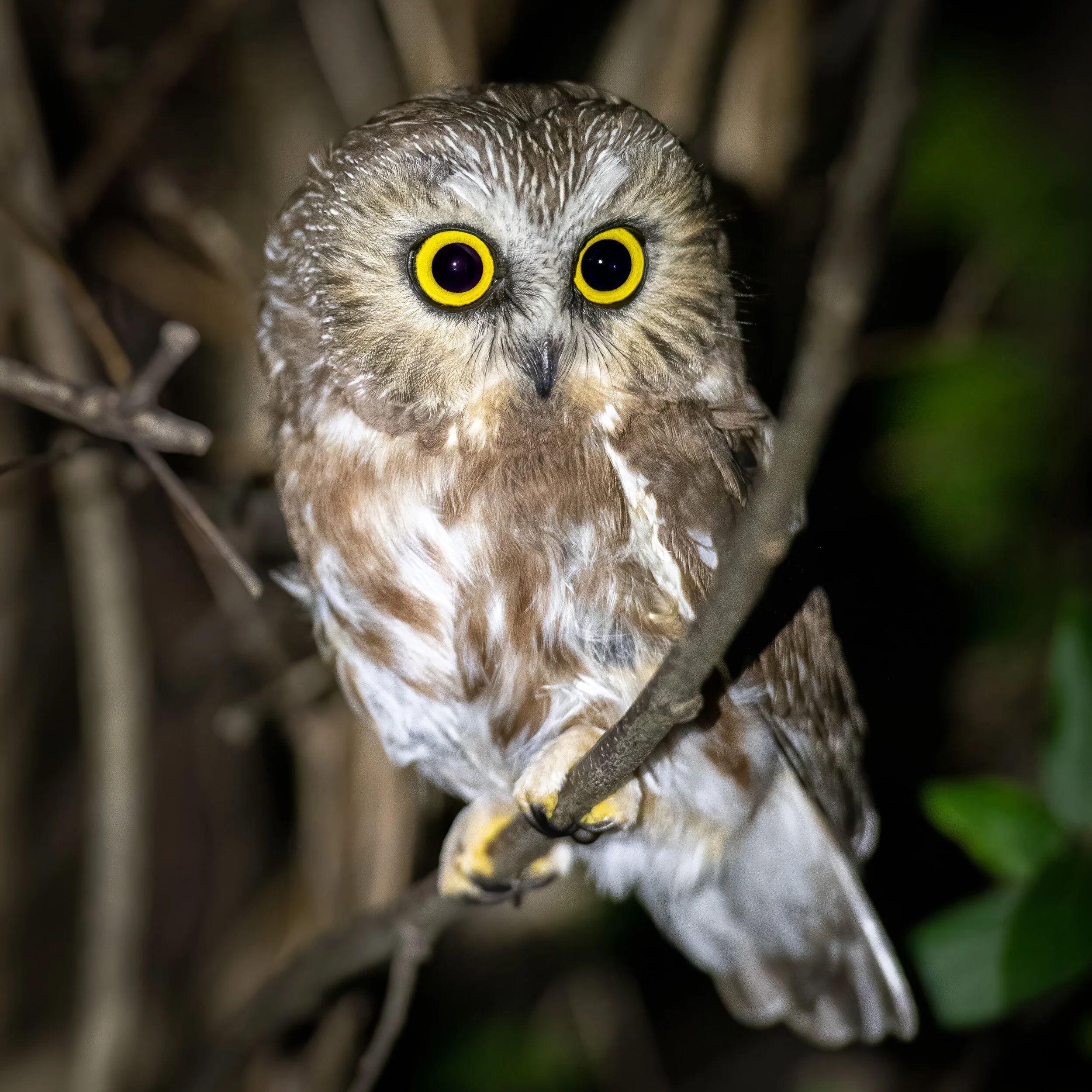 Northern Saw-Whet Owl