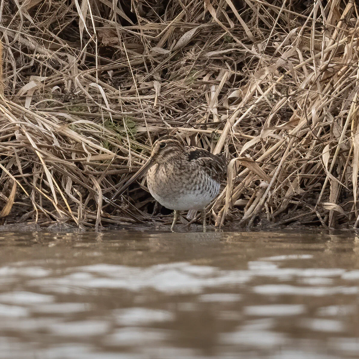 Snipe Aren't Real
