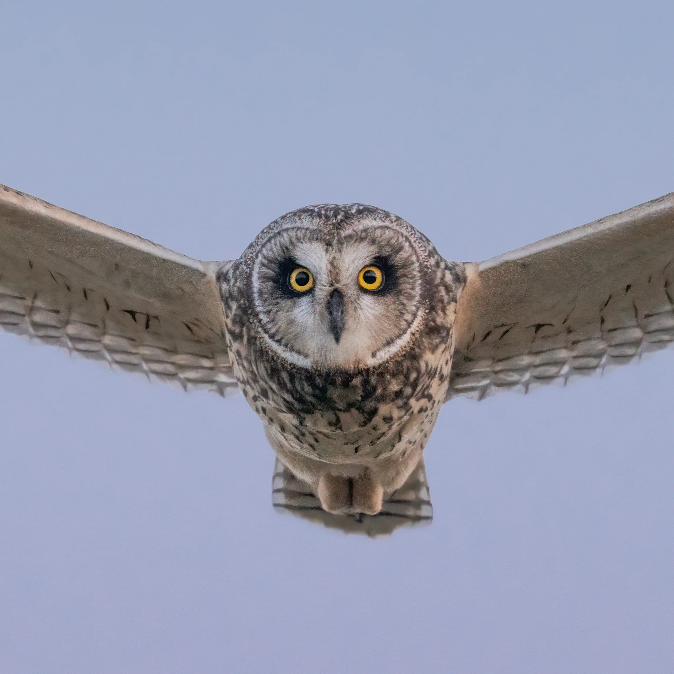 Short-Eared Owls
