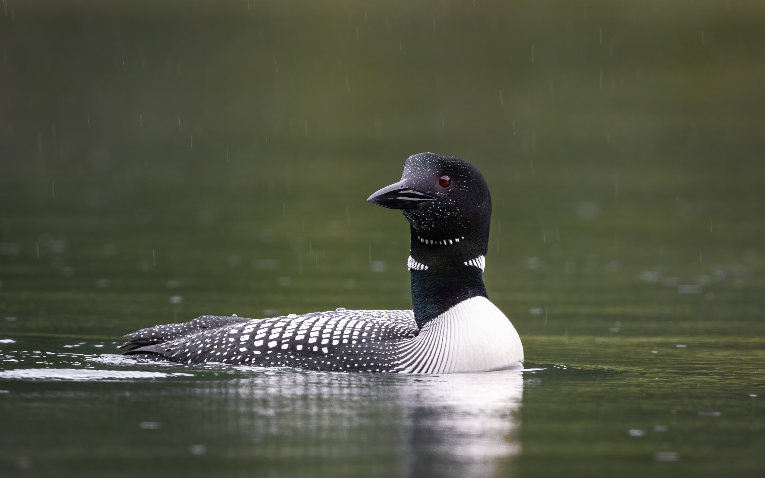  Common loon patrolling his lake on a rainy evening. 