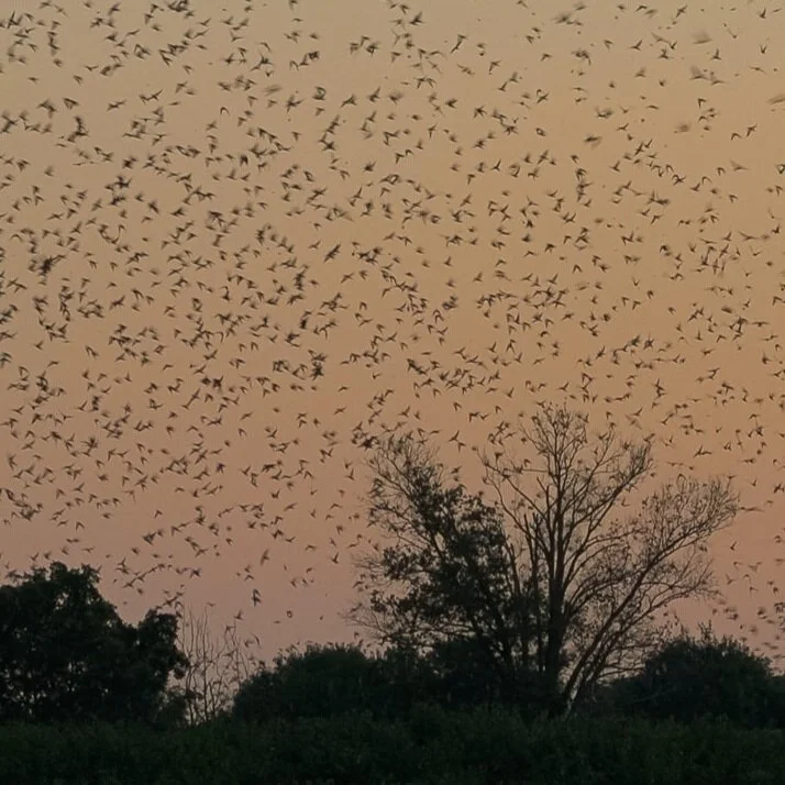 Purple Martins