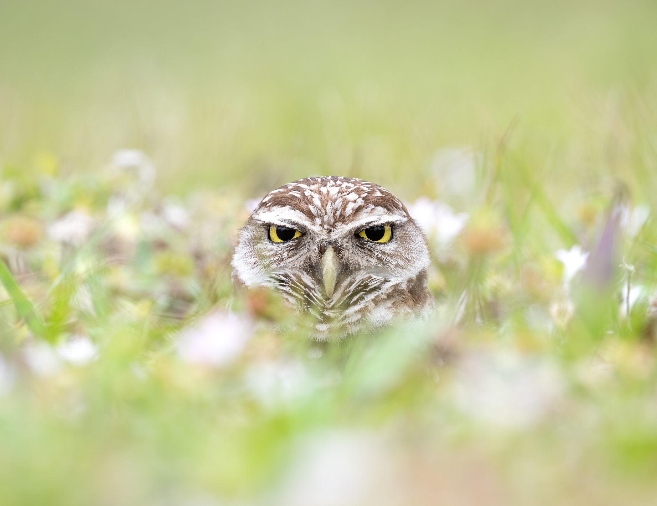 Burrowing Owl