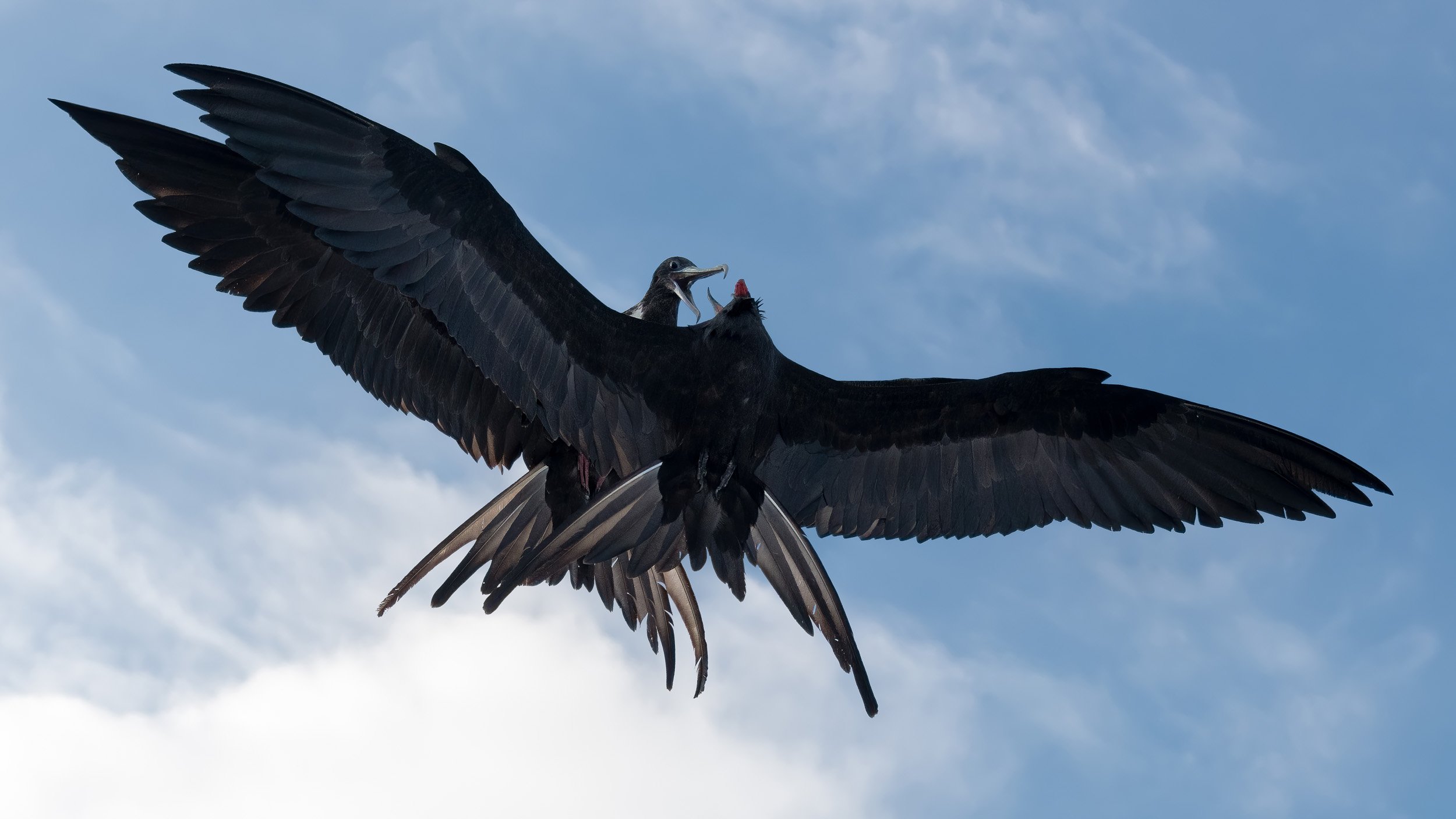 Magnificent Frigatebirds, (c)Greg Walker_.jpg