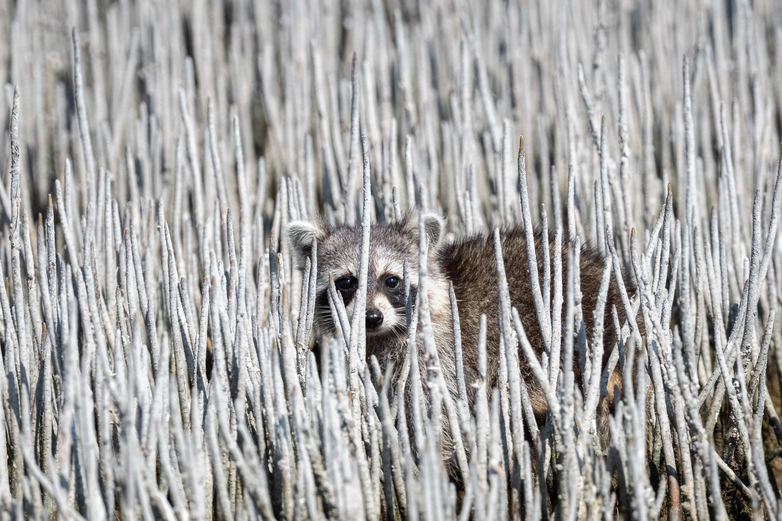 Raccoon in the Mangroves