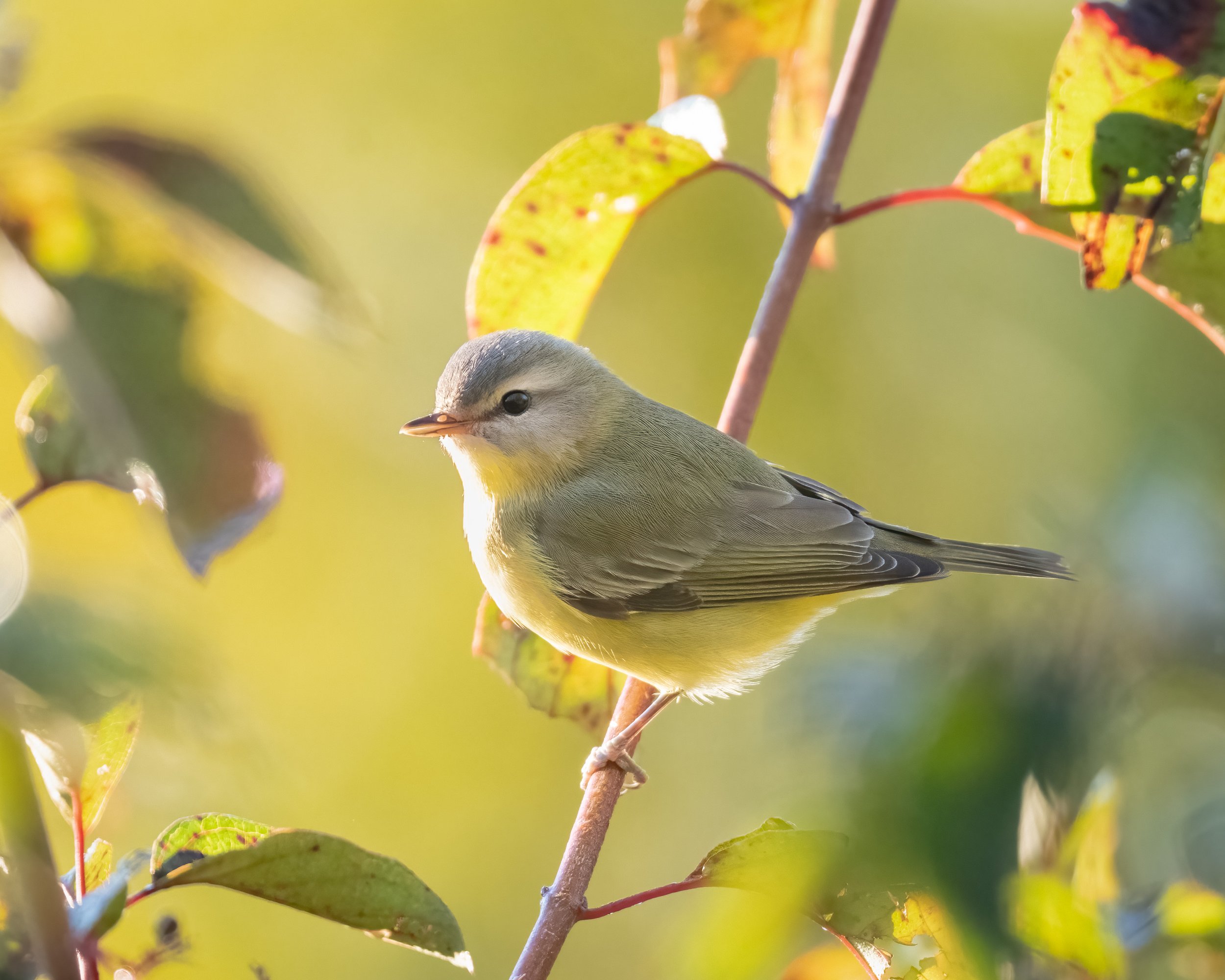 Philadephia Vireo