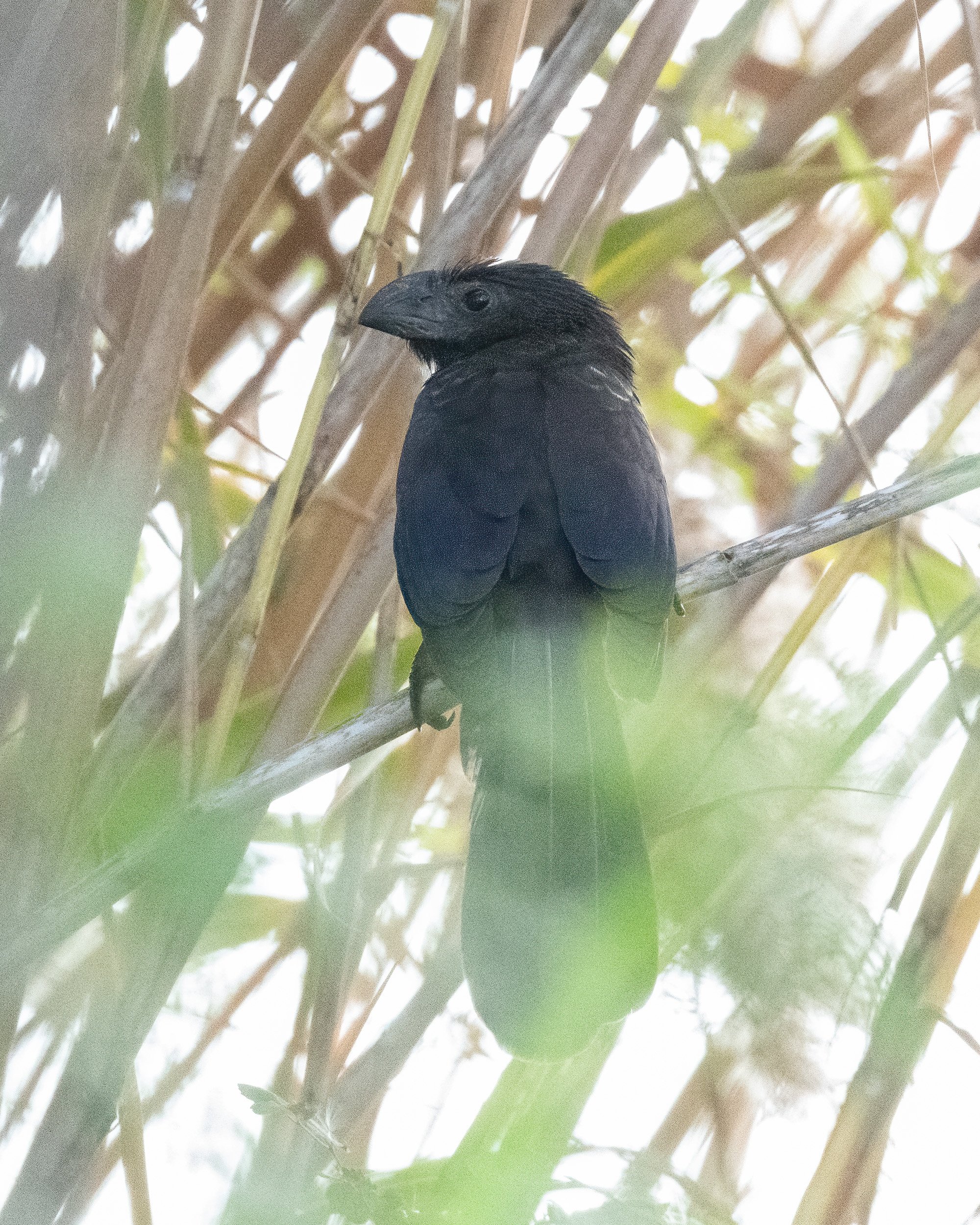  A very skulky groove-billed ani at the National Butterfly Center (life bird) 