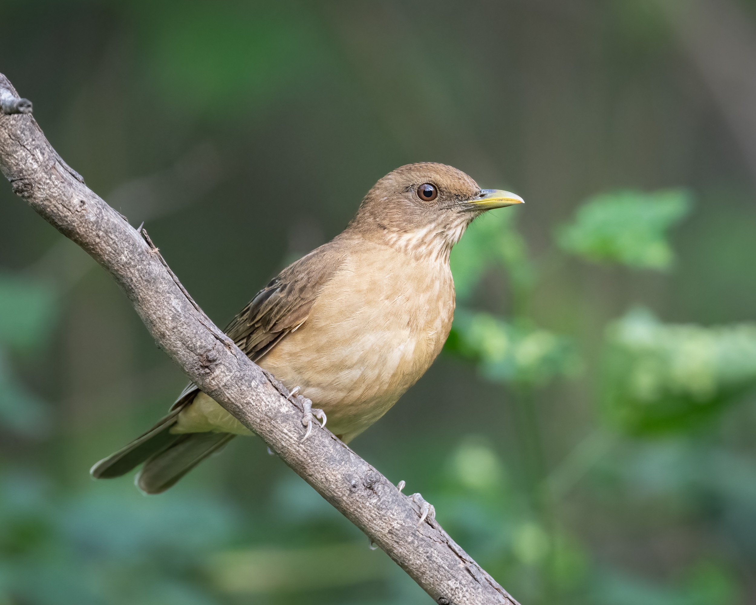  Clay-colored thrush / National Butterfly Center 