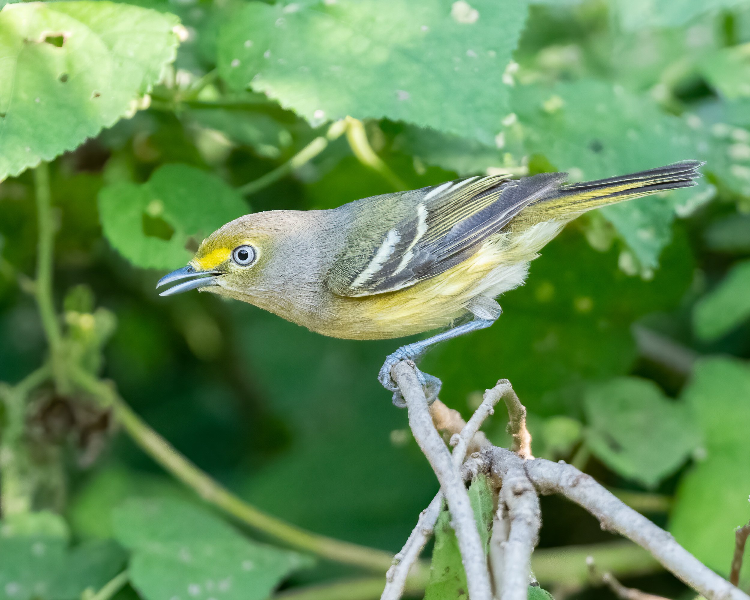  White-eyed Vireo / National Butterfly Center 