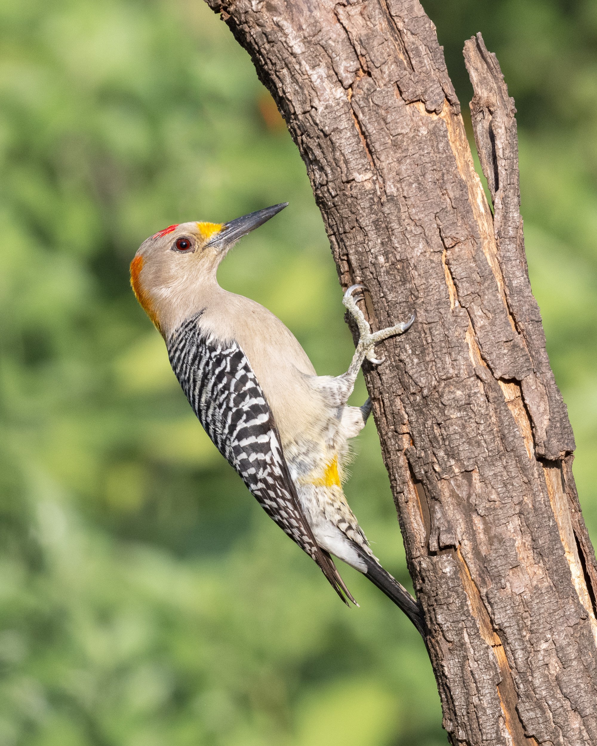  Quite similar to our red-bellied woodpecker, these golden-fronted woodpeckers (life bird) are one of only two woodpecker species  commonly found in South Texas, the other being the ladder-backed. In the midwest, we have six woodpecker species in the