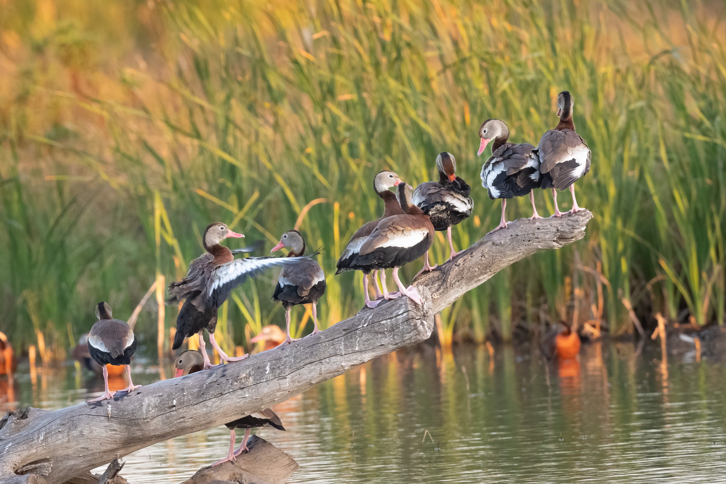  Black-bellied whistling ducks by the hundreds at Estero Llano Grande State Park 