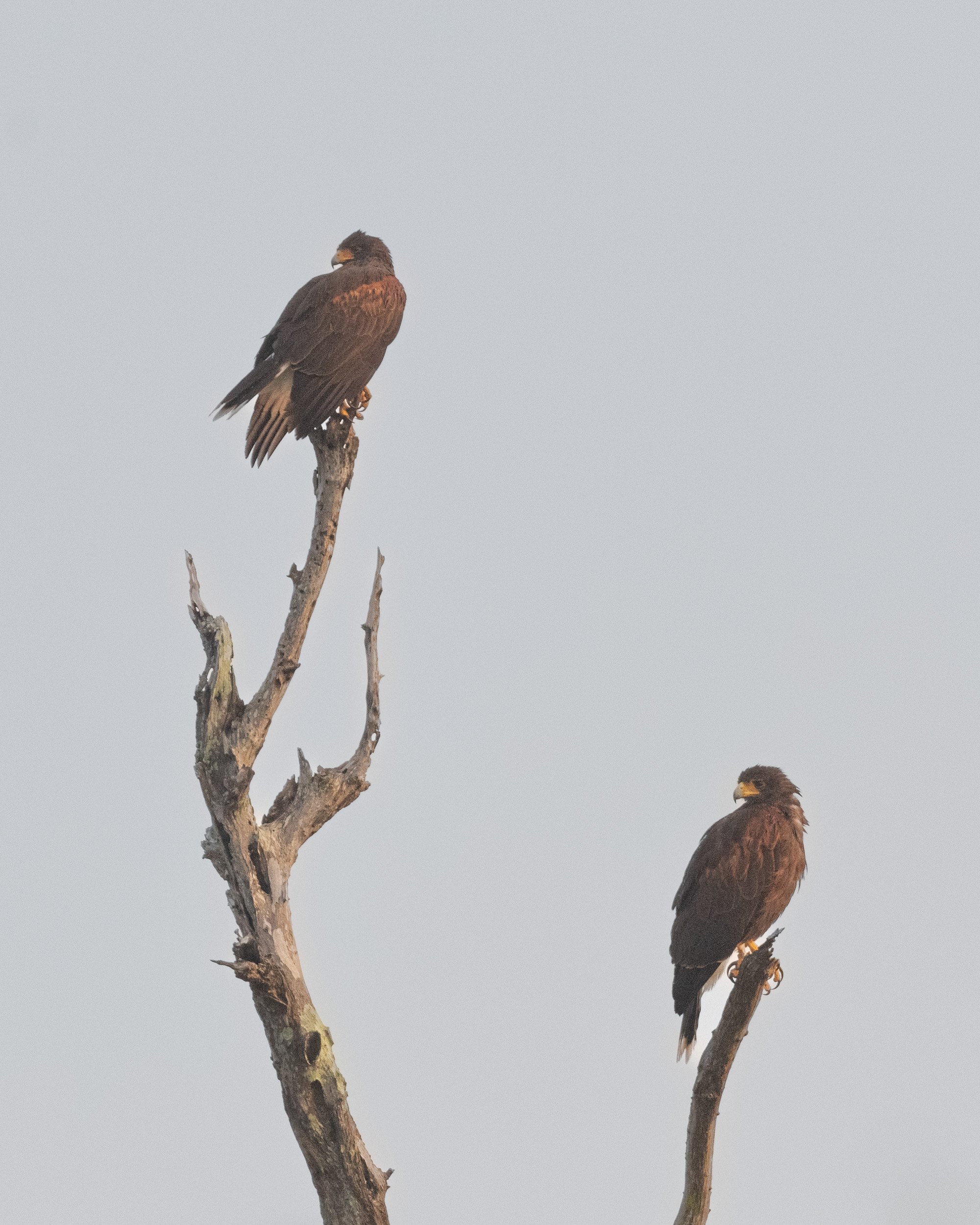  Early morning Harris’s Hawks at Bentsen (life bird) 