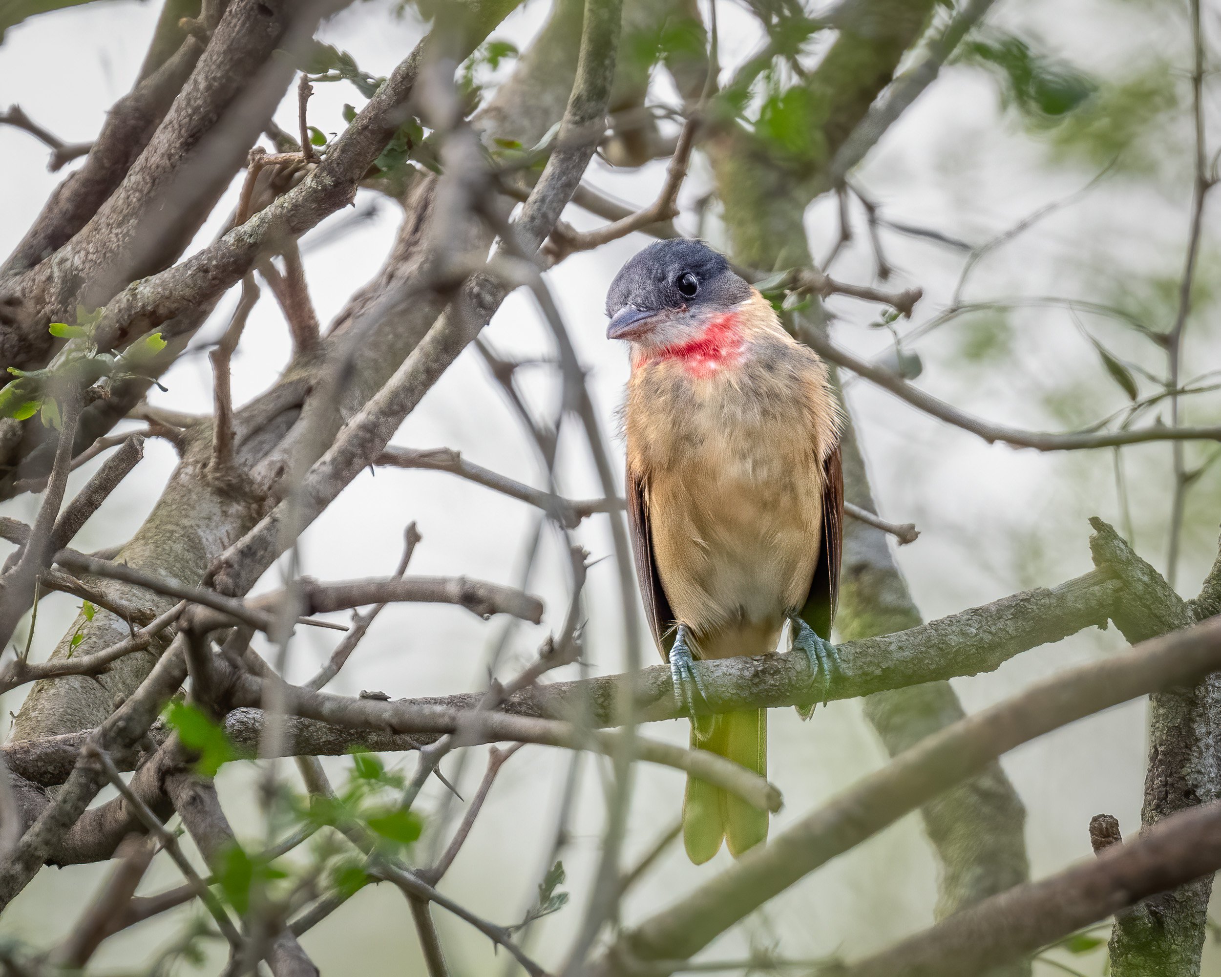  Rose-throated Becard / Bentsen-Rio Grande Valley State Park (life bird) 