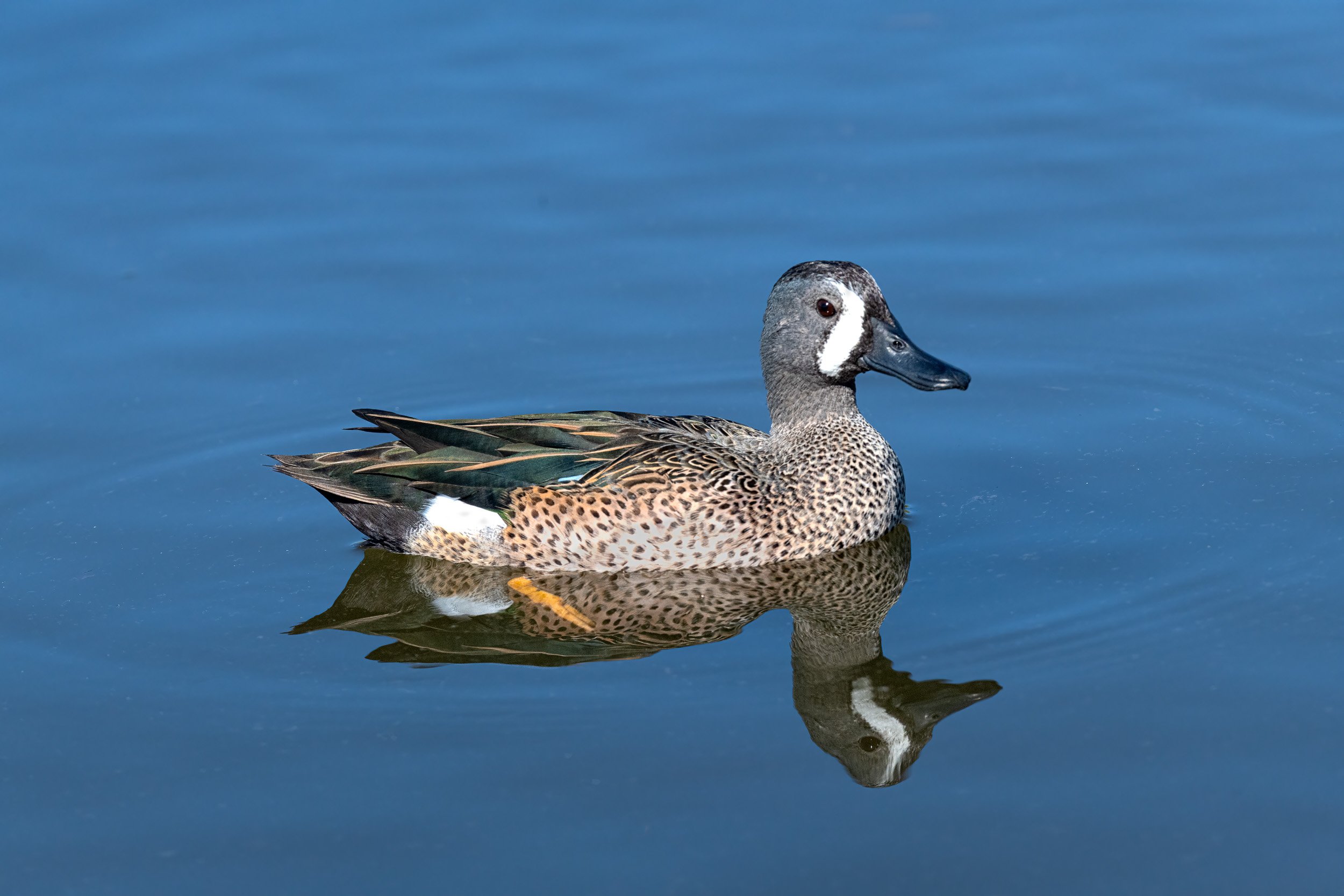  Male blue-winged teal at the Birding Center 