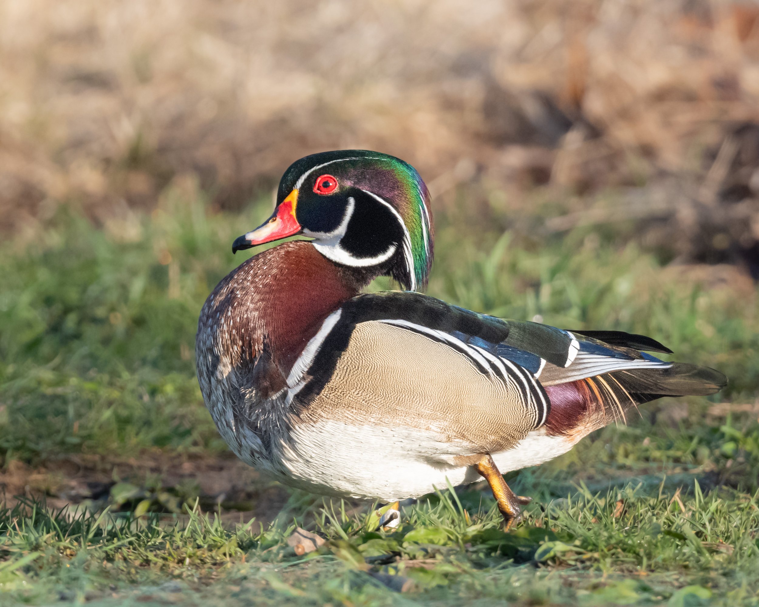  The spectacular male wood duck 