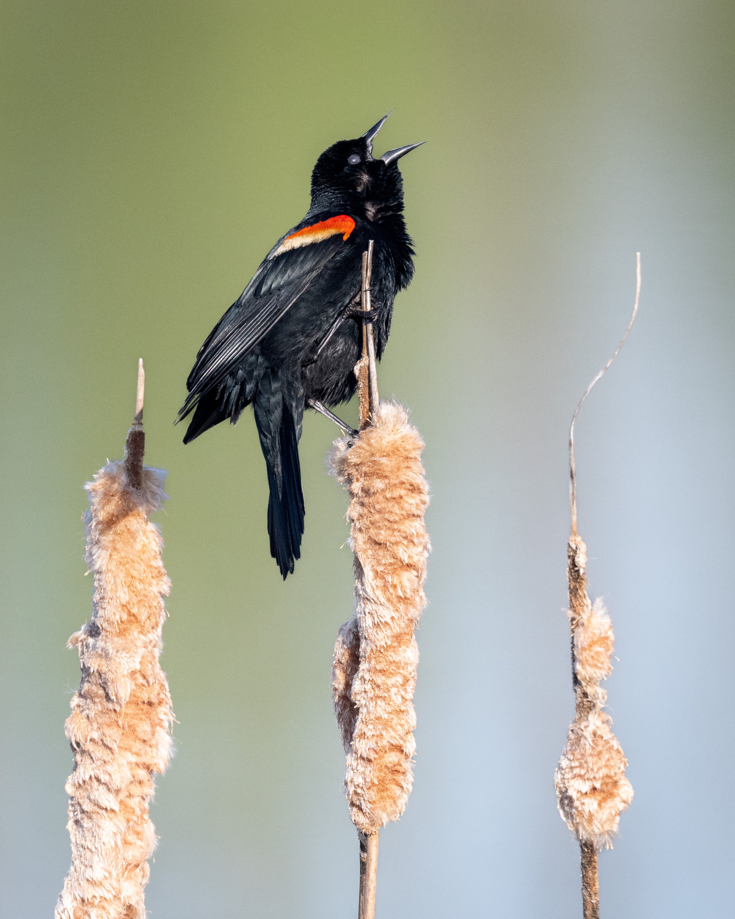  A male red-winged blackbird demonstrating his territorial dominance 