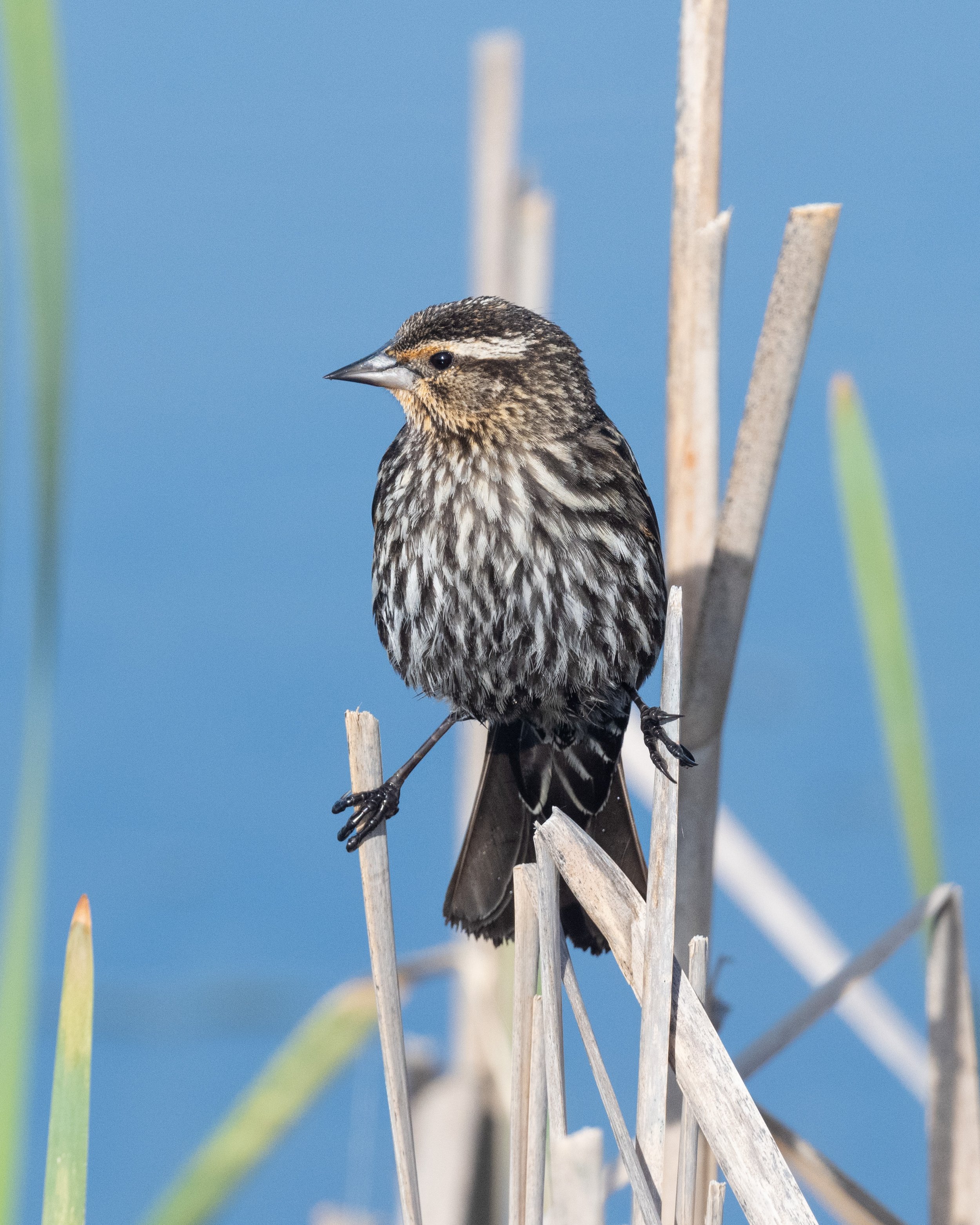  Female red-winged blackbird not terribly impressed by the male’s antics 