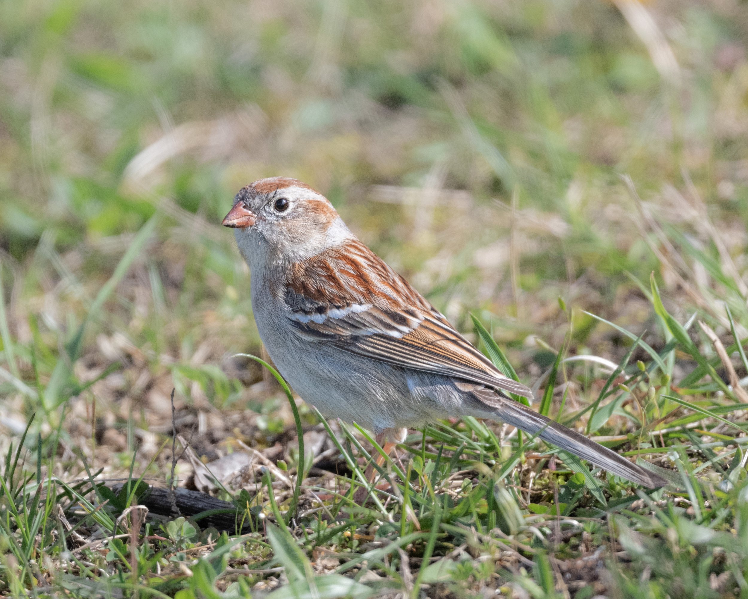  Field sparrow 