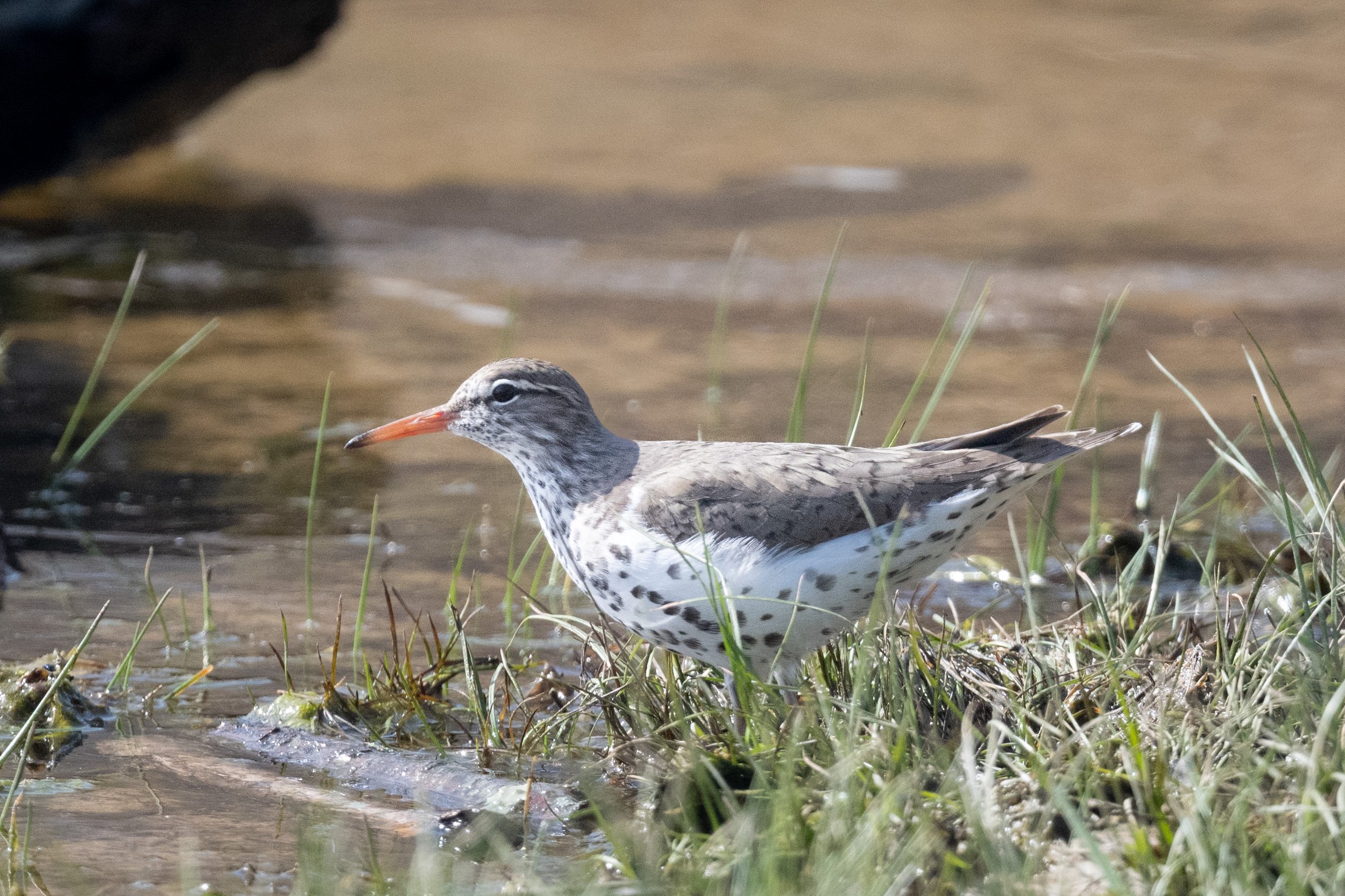  Spotted sandpiper, easily identified by their perpetual motion tail-bobbing 