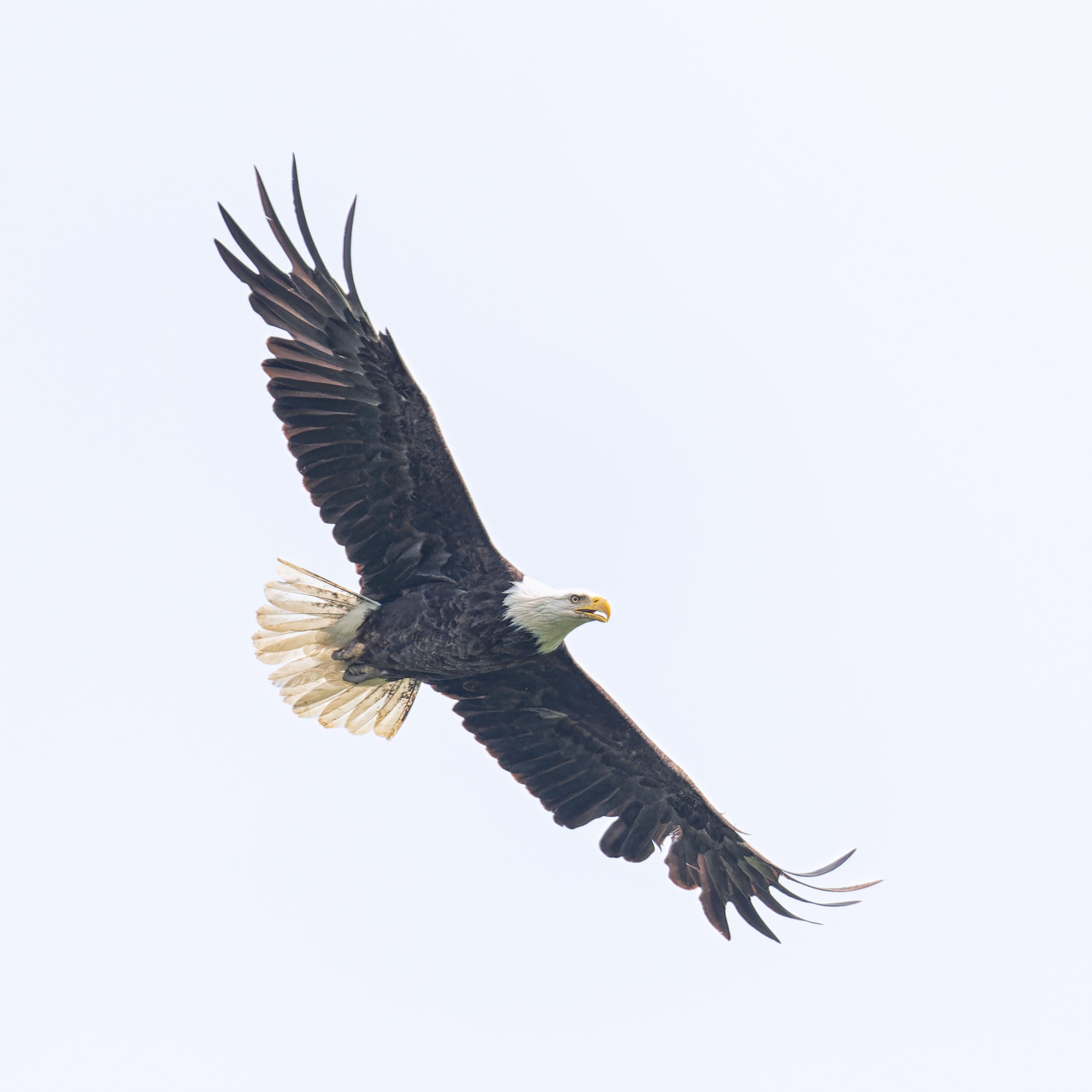 Bald Eagle