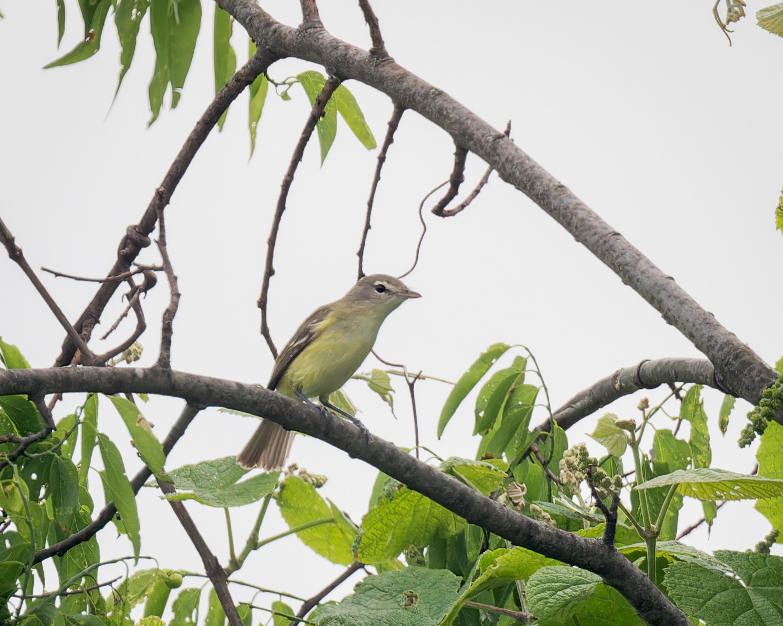 Bell's Vireo