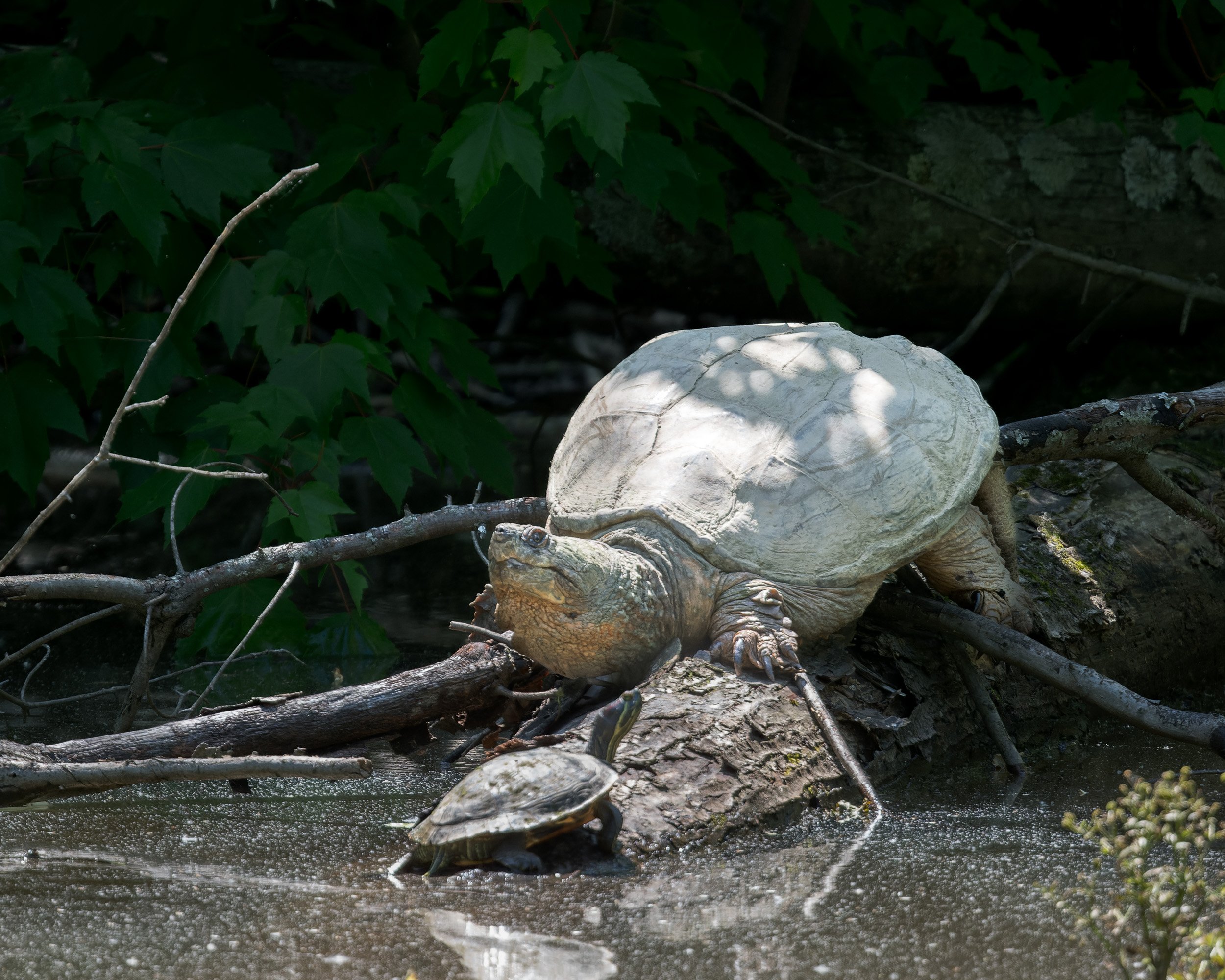  Not a bird... I typically see painted turtles, river cooters (like the one in the foreground), and sliders basking on logs by the dozens, but rarely do I find a large snapping turtle like this one out of the water. A fearsome beast (and definitely a