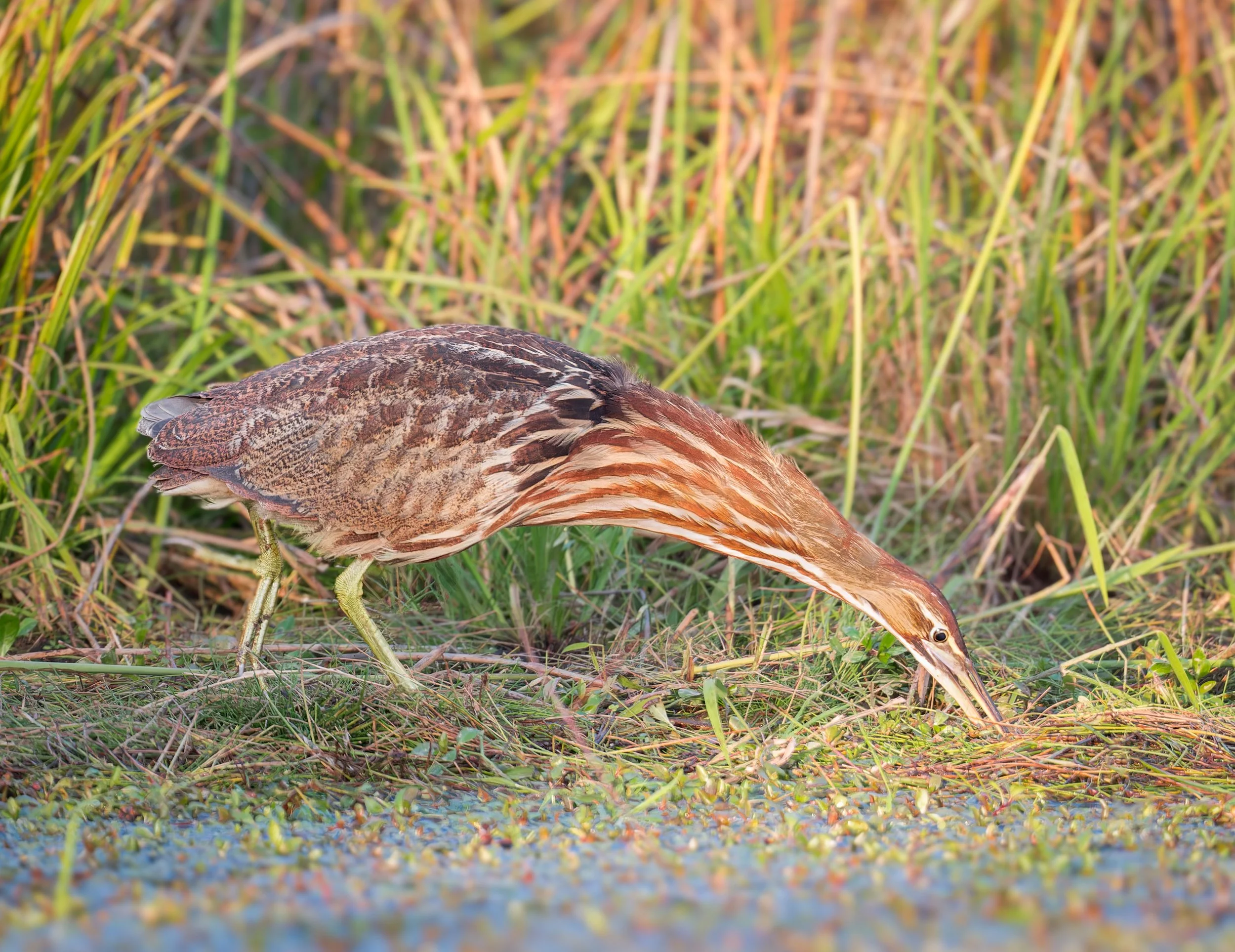 What Is A Bittern Bird