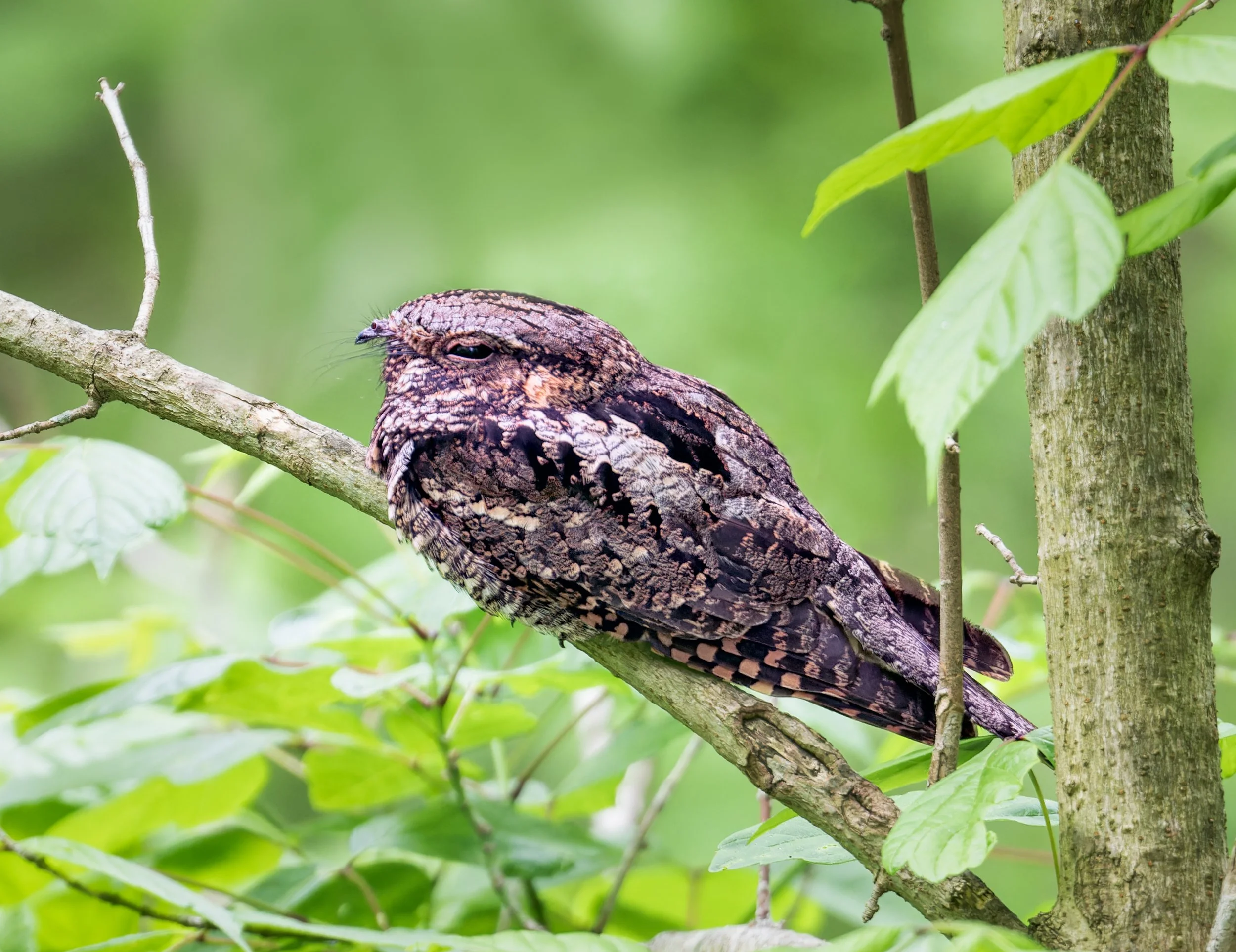 Eastern Whip-poor-will — glwalker.com