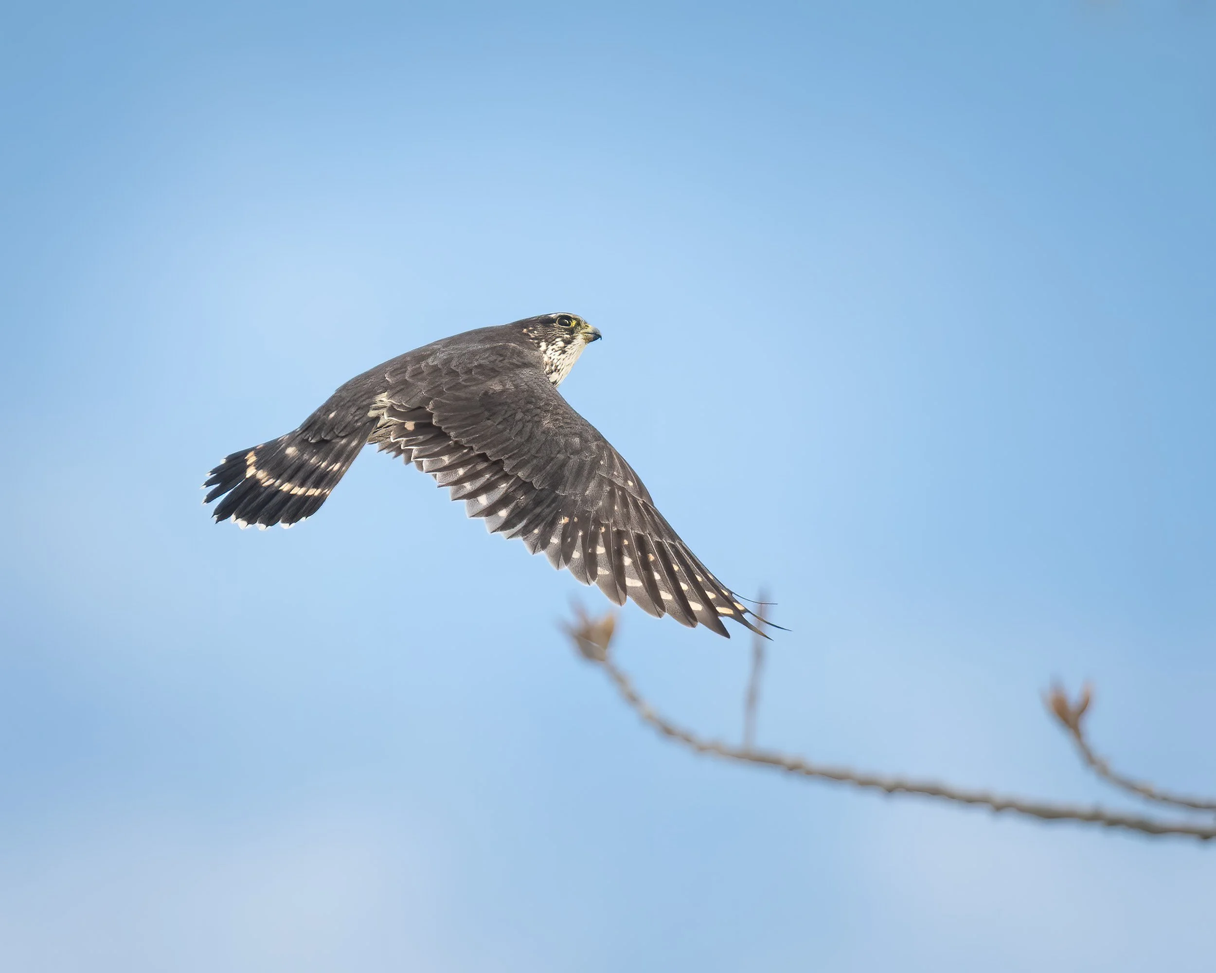 Wizard or Falcon, Which Merlin Came First? — glwalker.com