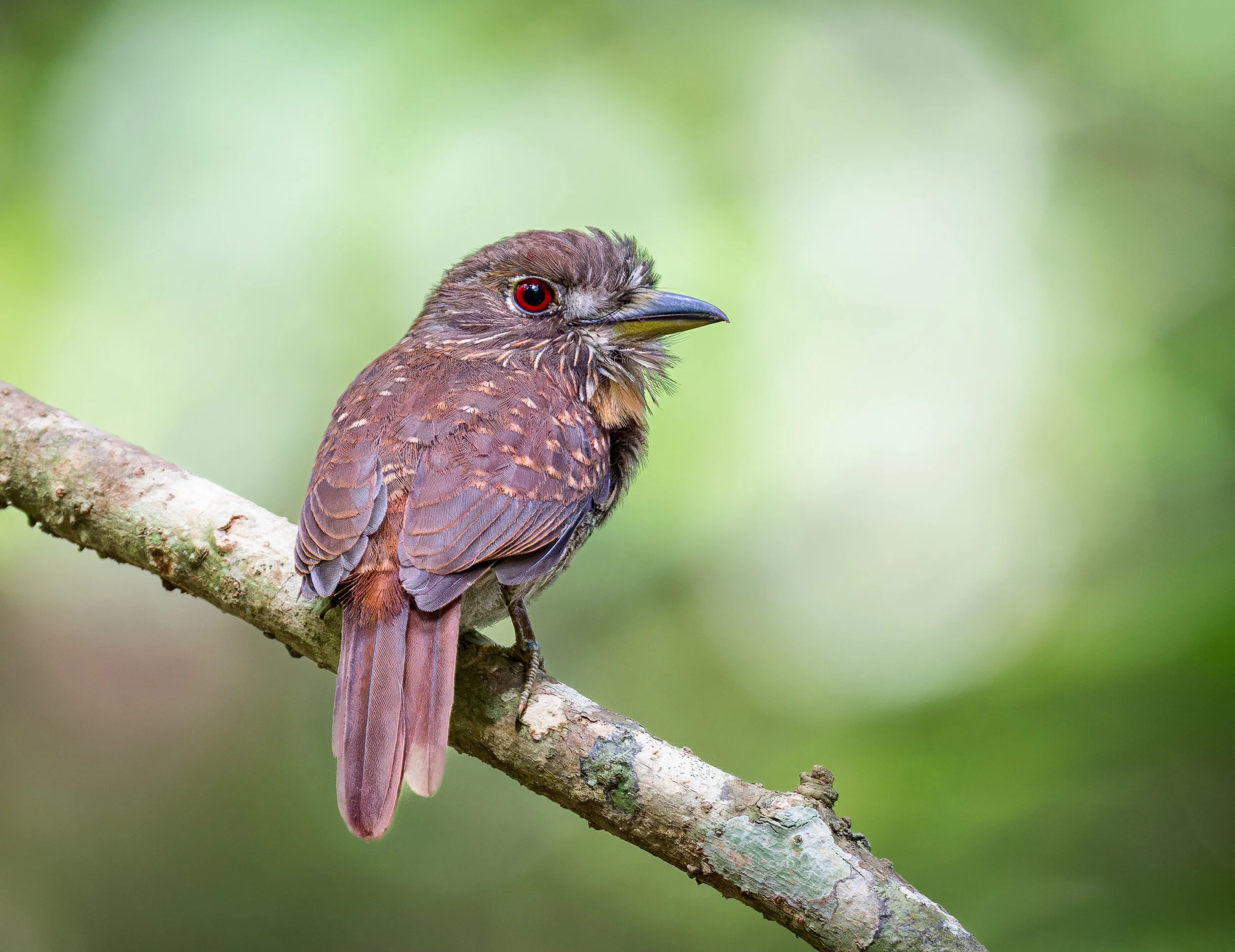 Photo: White-whiskered Puffbird